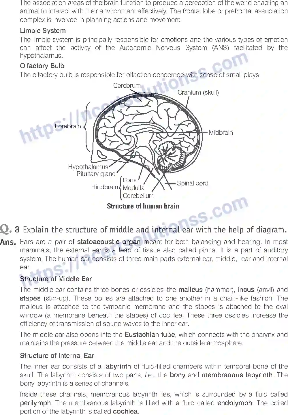 NCERT-Exemplar-Solution-Class-11-Biology-Neural-Control-And-Coordination-97-page-13