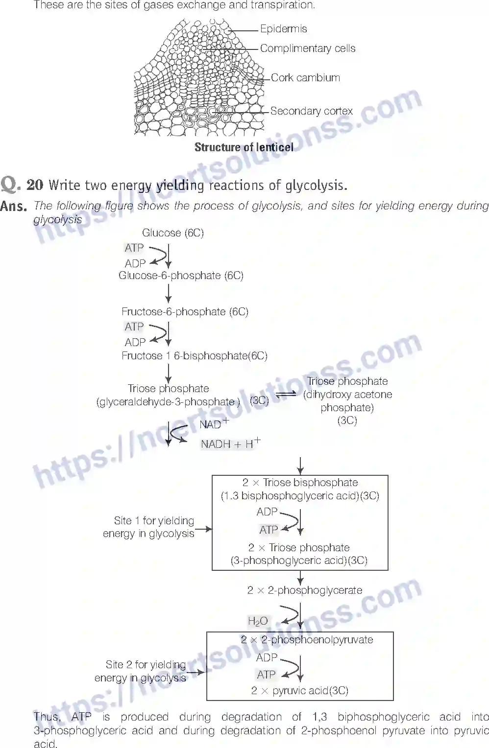 NCERT-Exemplar-Solution-Class-11-Biology-Respiration-In-Plants-90-page-14