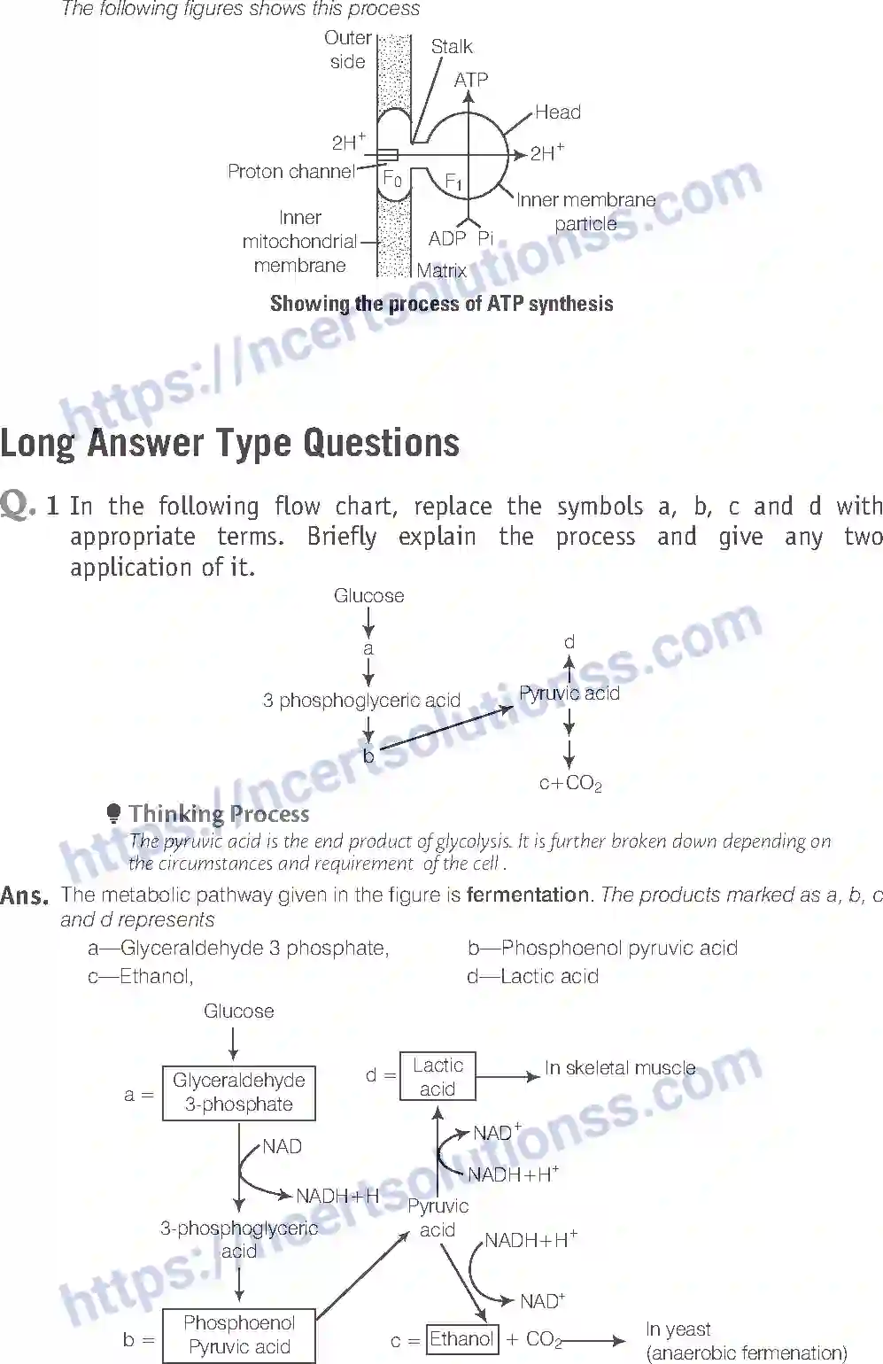 NCERT-Exemplar-Solution-Class-11-Biology-Respiration-In-Plants-90-page-18