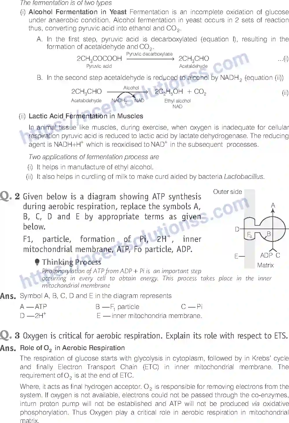 NCERT-Exemplar-Solution-Class-11-Biology-Respiration-In-Plants-90-page-19