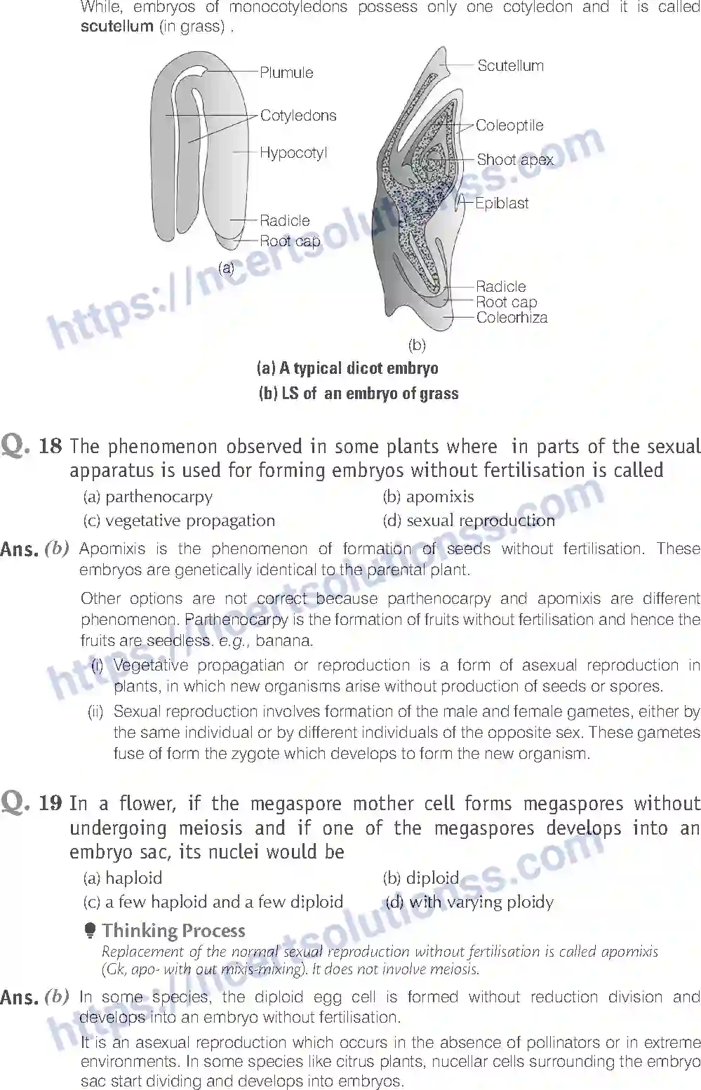 NCERT-Exemplar-Solution-Class-12-Biology-Sexual-Reproduction-in-Flowering-Plants-15-page-7