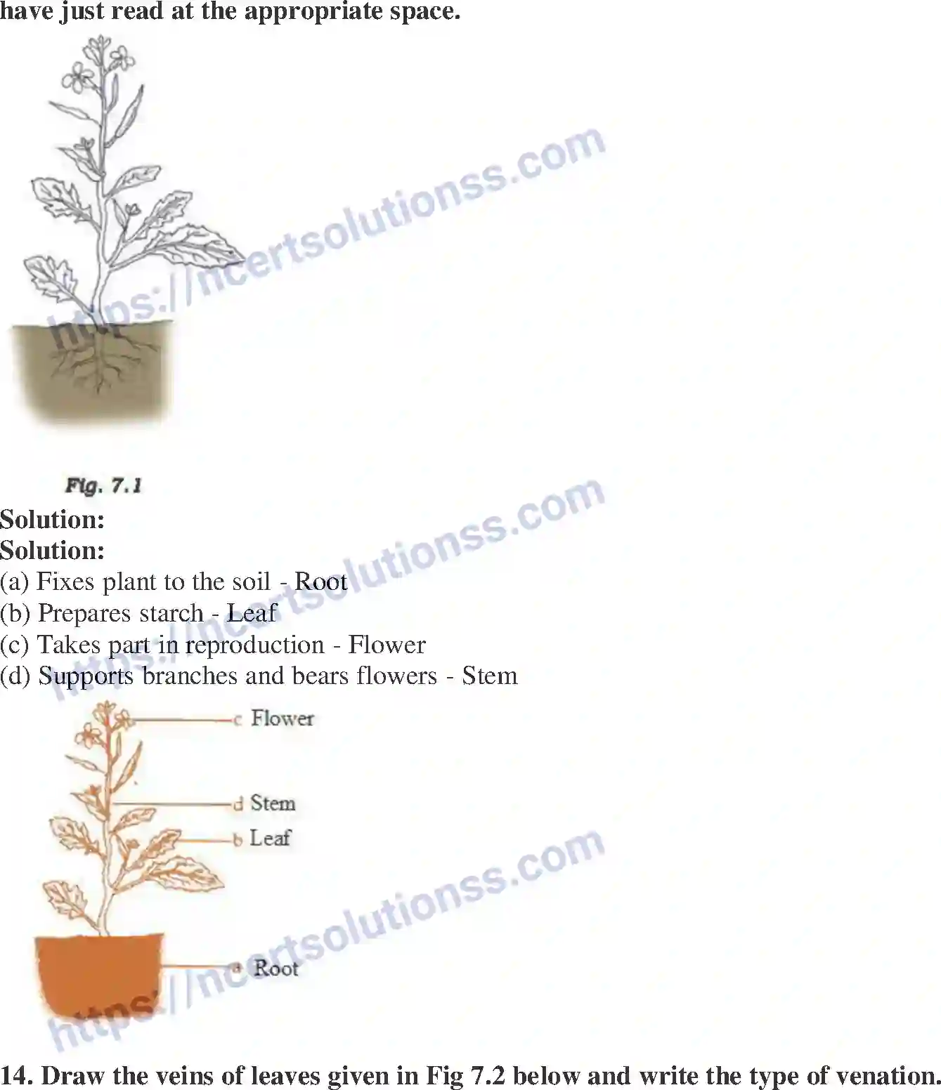 NCERT-Exemplar-Solution-Class-6-Science-Getting-to-Know-Plants-261-page-5