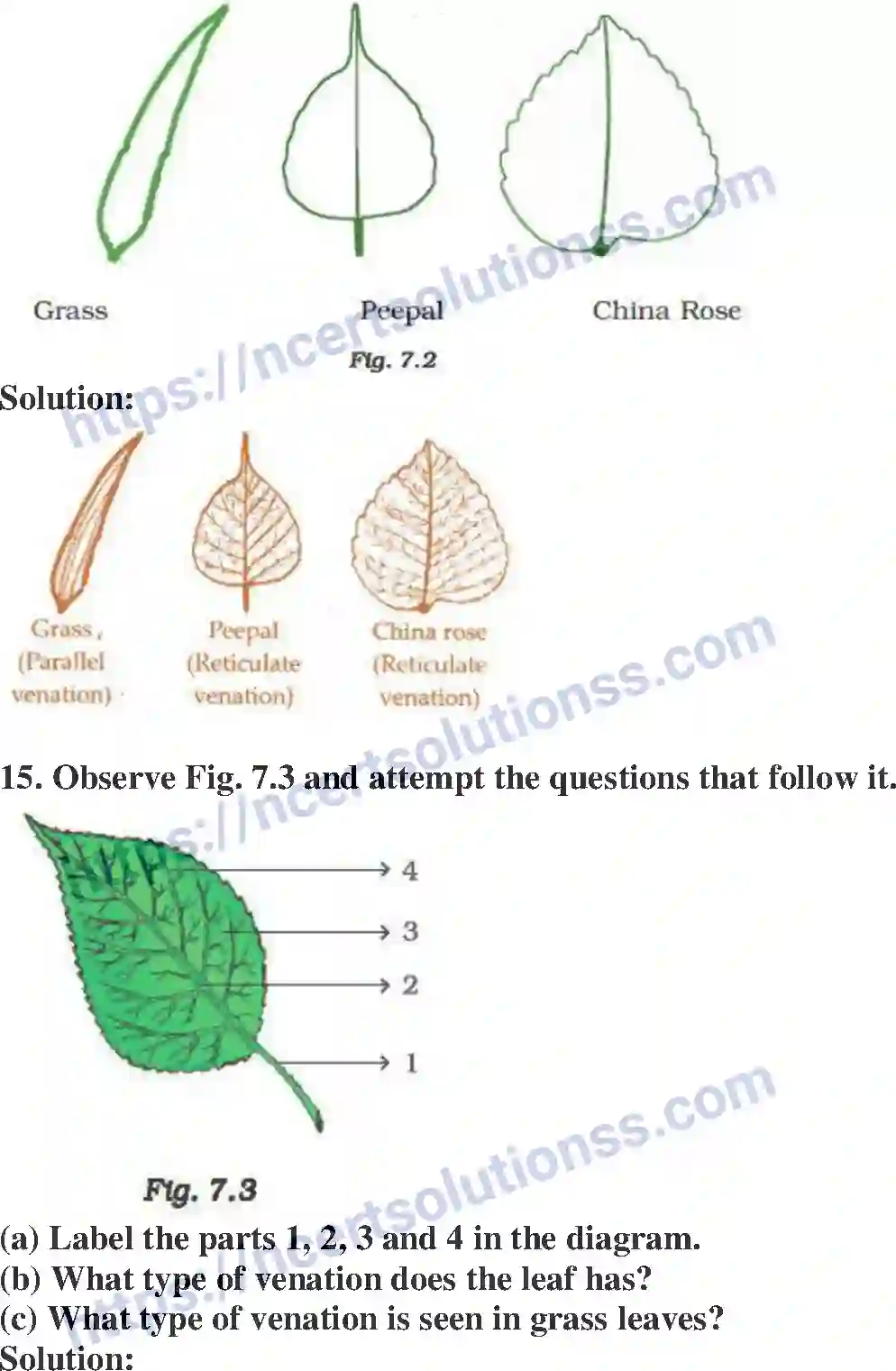 NCERT-Exemplar-Solution-Class-6-Science-Getting-to-Know-Plants-261-page-6