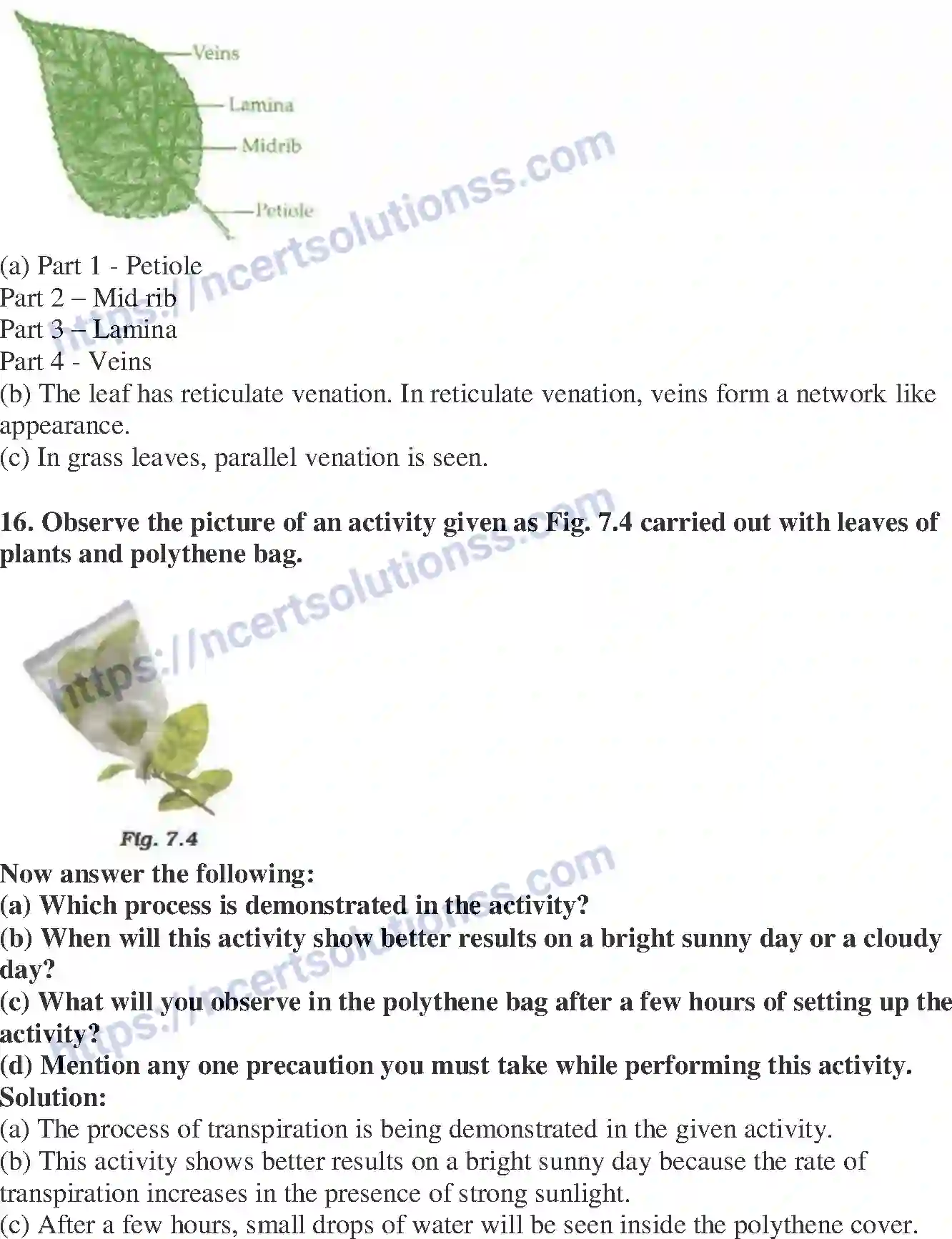 NCERT-Exemplar-Solution-Class-6-Science-Getting-to-Know-Plants-261-page-7