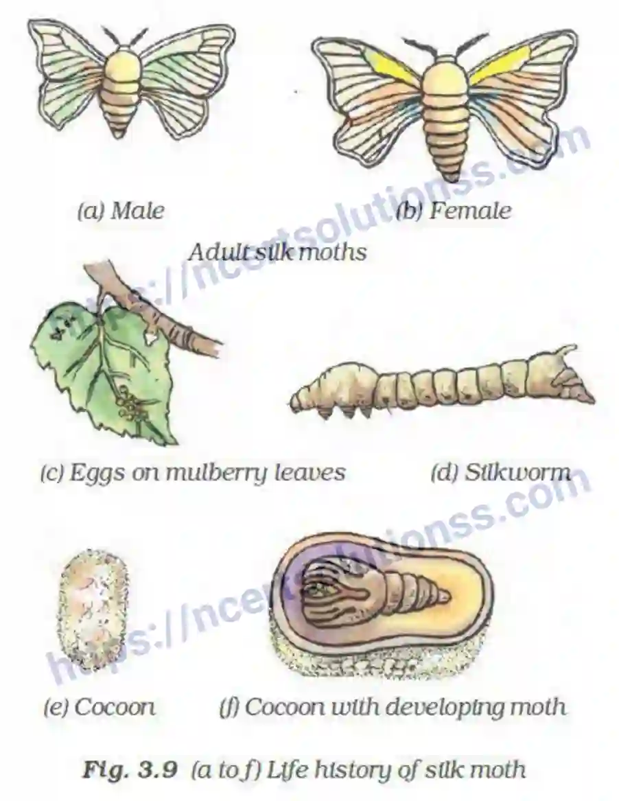 NCERT-Exemplar-Solution-Class-7-Science-Fibre-to-fabric-230-page-10