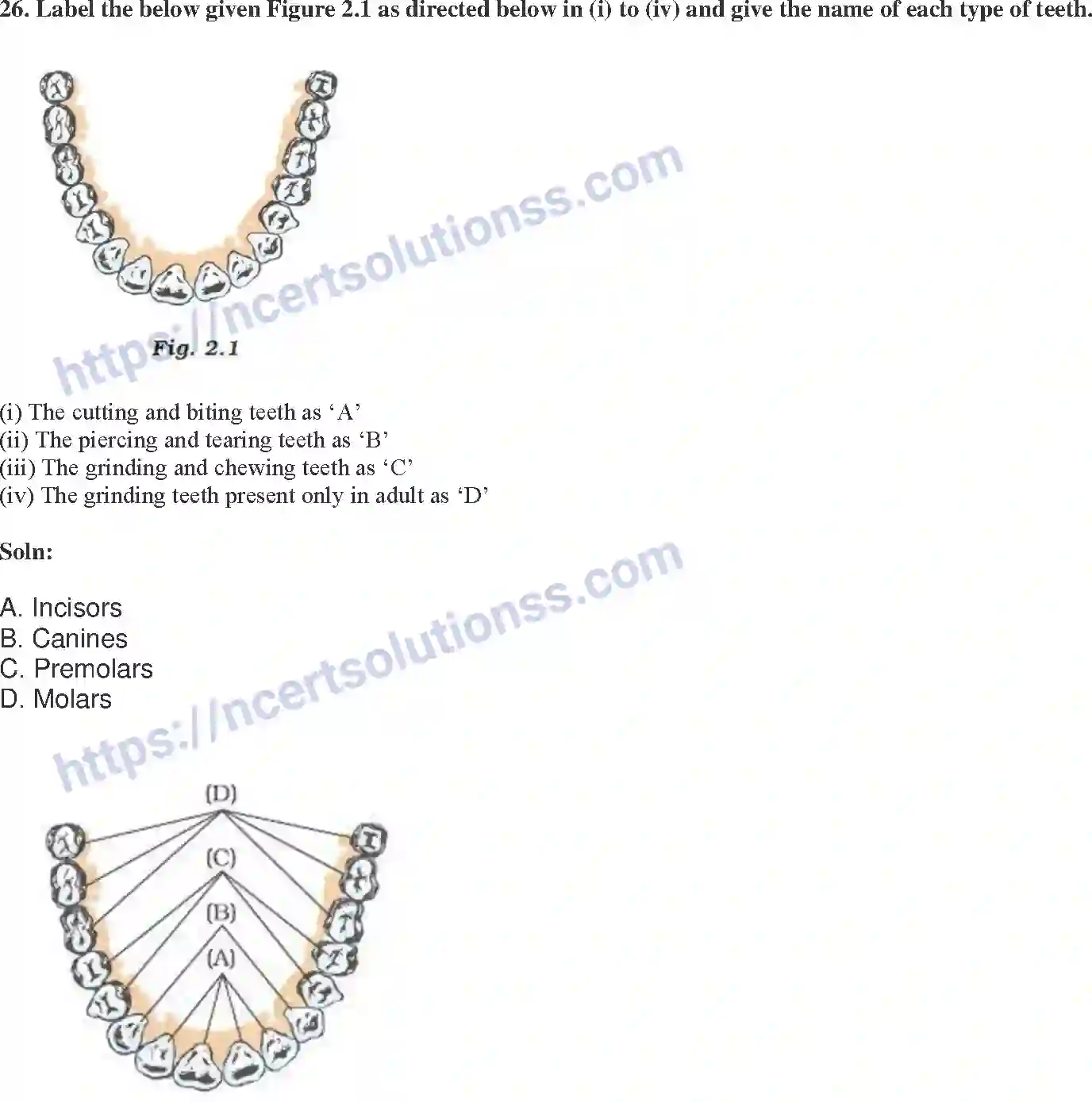 NCERT-Exemplar-Solution-Class-7-Science-Nutrition-in-Animals-229-page-10