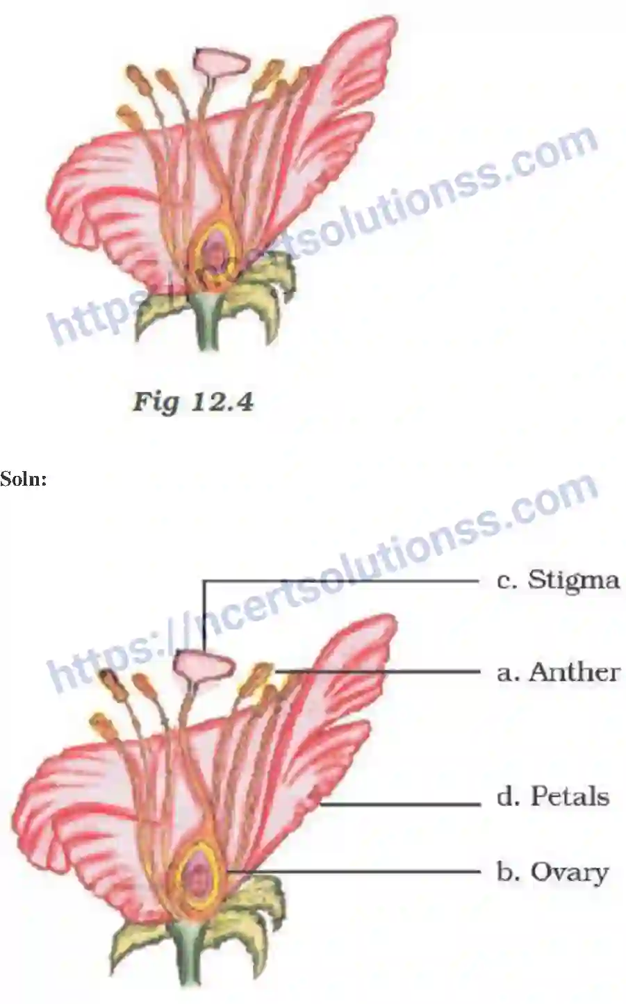 NCERT-Exemplar-Solution-Class-7-Science-Reproduction-in-Plants-239-page-7