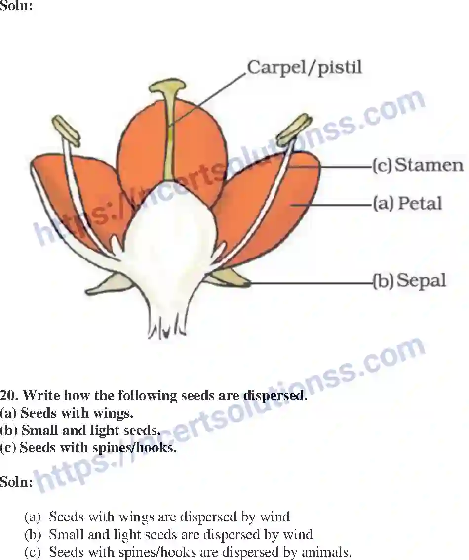 NCERT-Exemplar-Solution-Class-7-Science-Reproduction-in-Plants-239-page-9