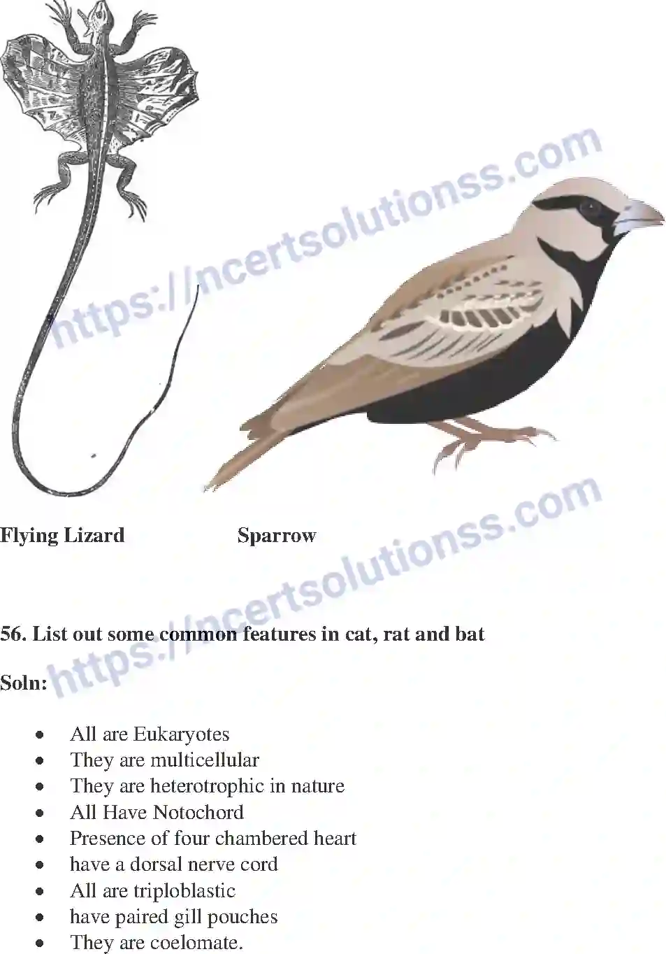 NCERT-Exemplar-Solution-Class-9-Science-Diversity-in-Living-Organisms-176-page-22