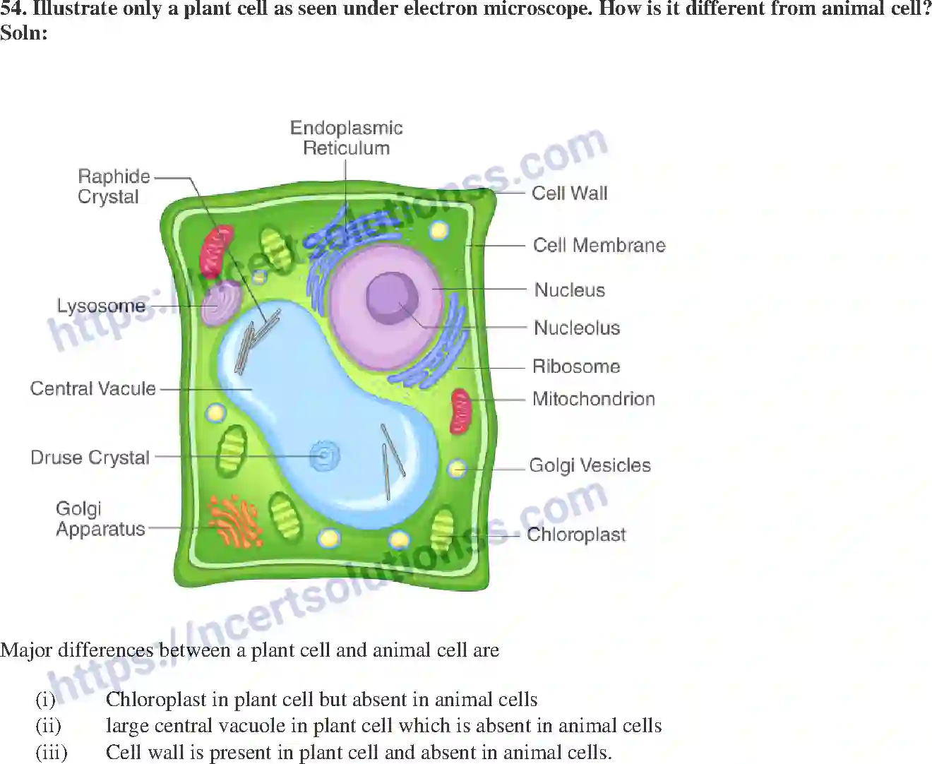 NCERT-Exemplar-Solution-Class-9-Science-The-Fundamental-Unit-of-Life-174-page-15