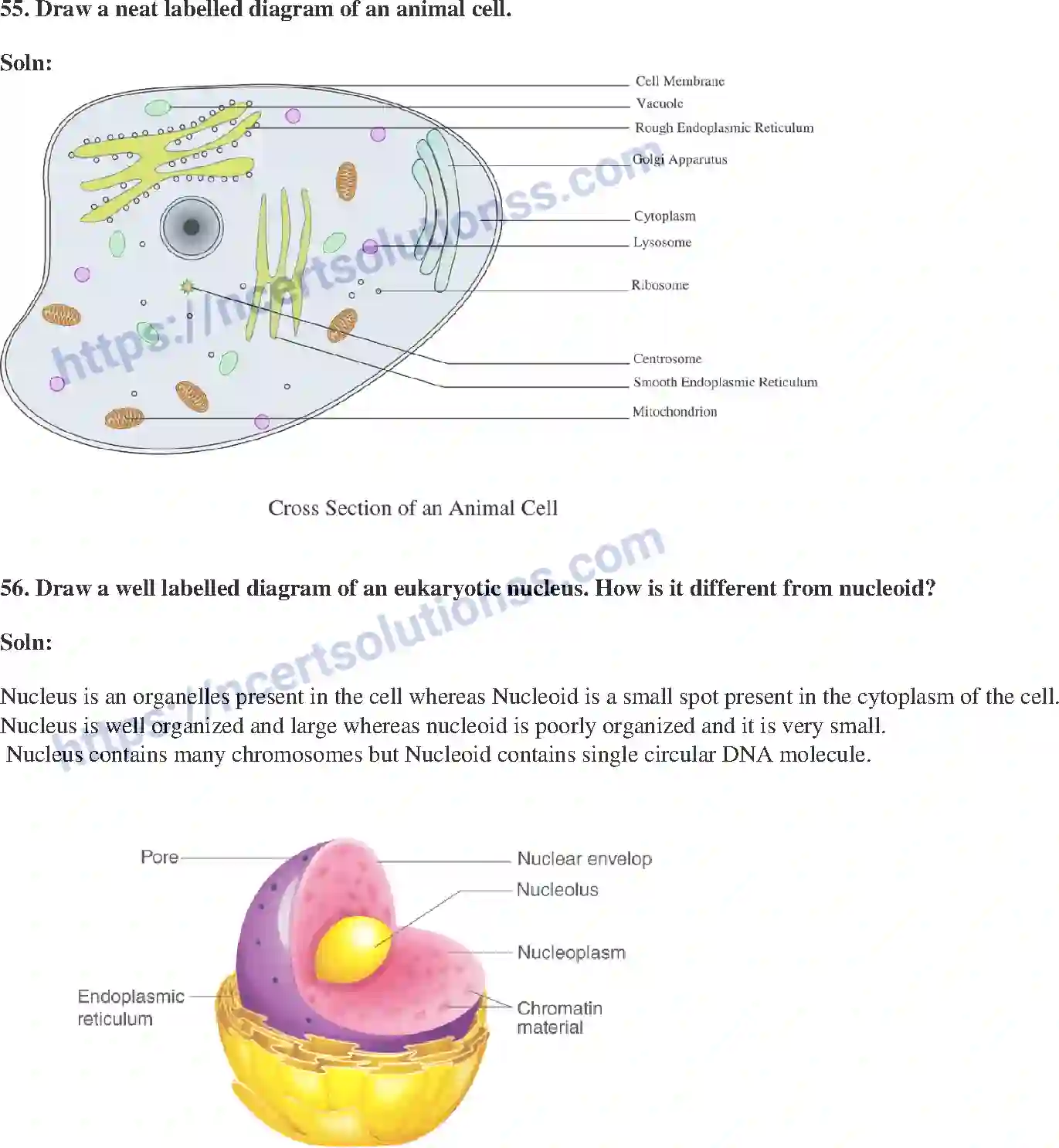 NCERT-Exemplar-Solution-Class-9-Science-The-Fundamental-Unit-of-Life-174-page-16