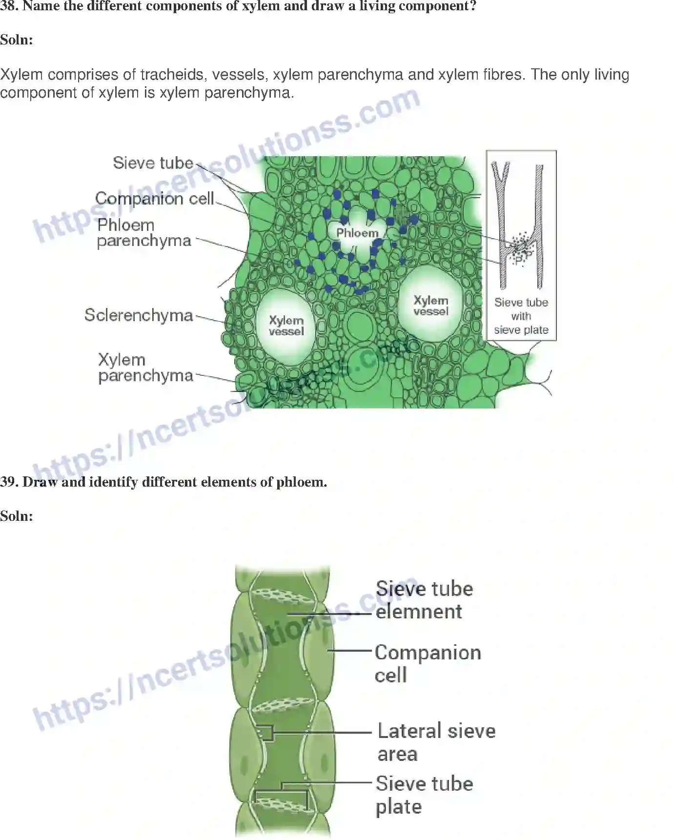 NCERT-Exemplar-Solution-Class-9-Science-Tissues-175-page-13