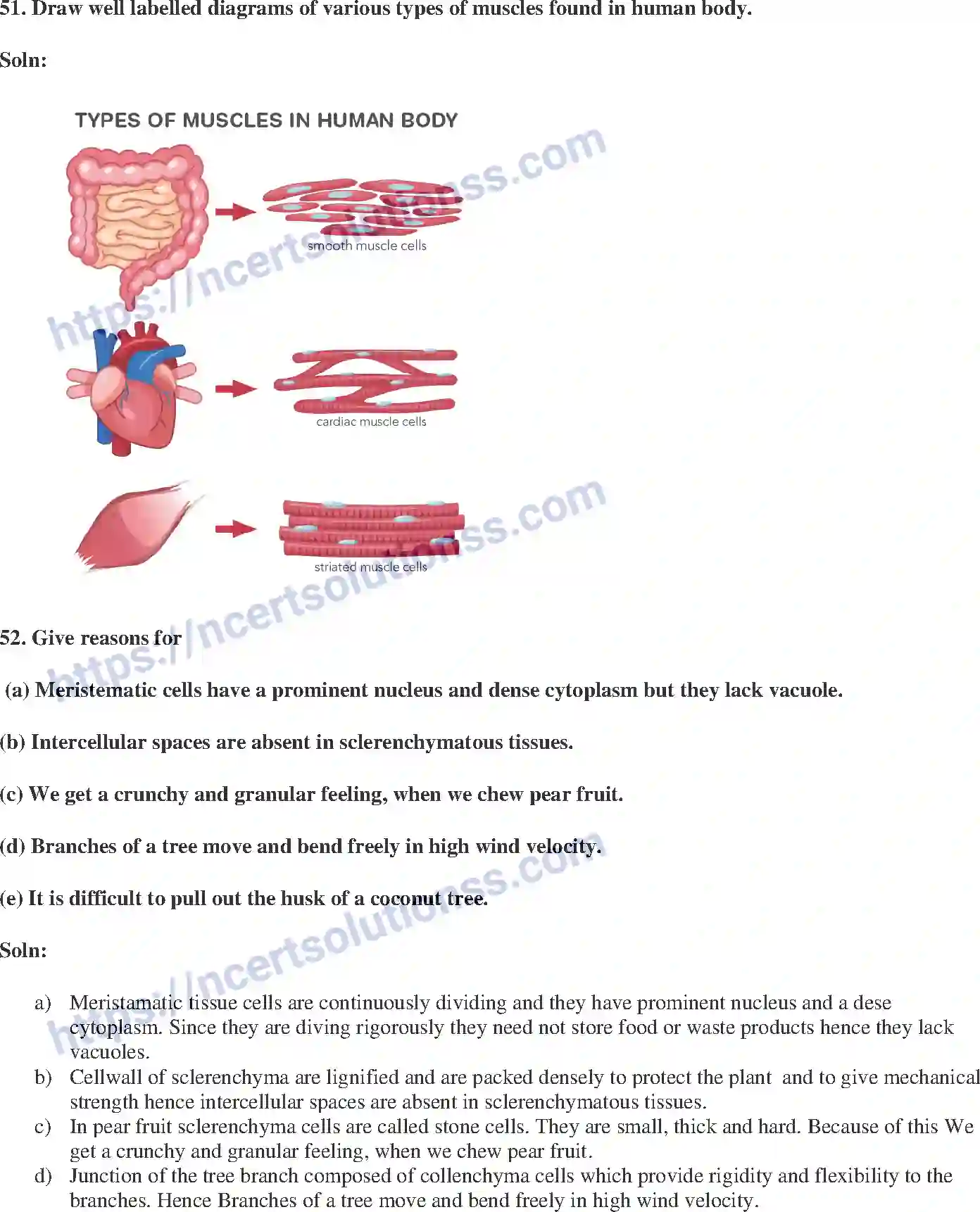 NCERT-Exemplar-Solution-Class-9-Science-Tissues-175-page-19