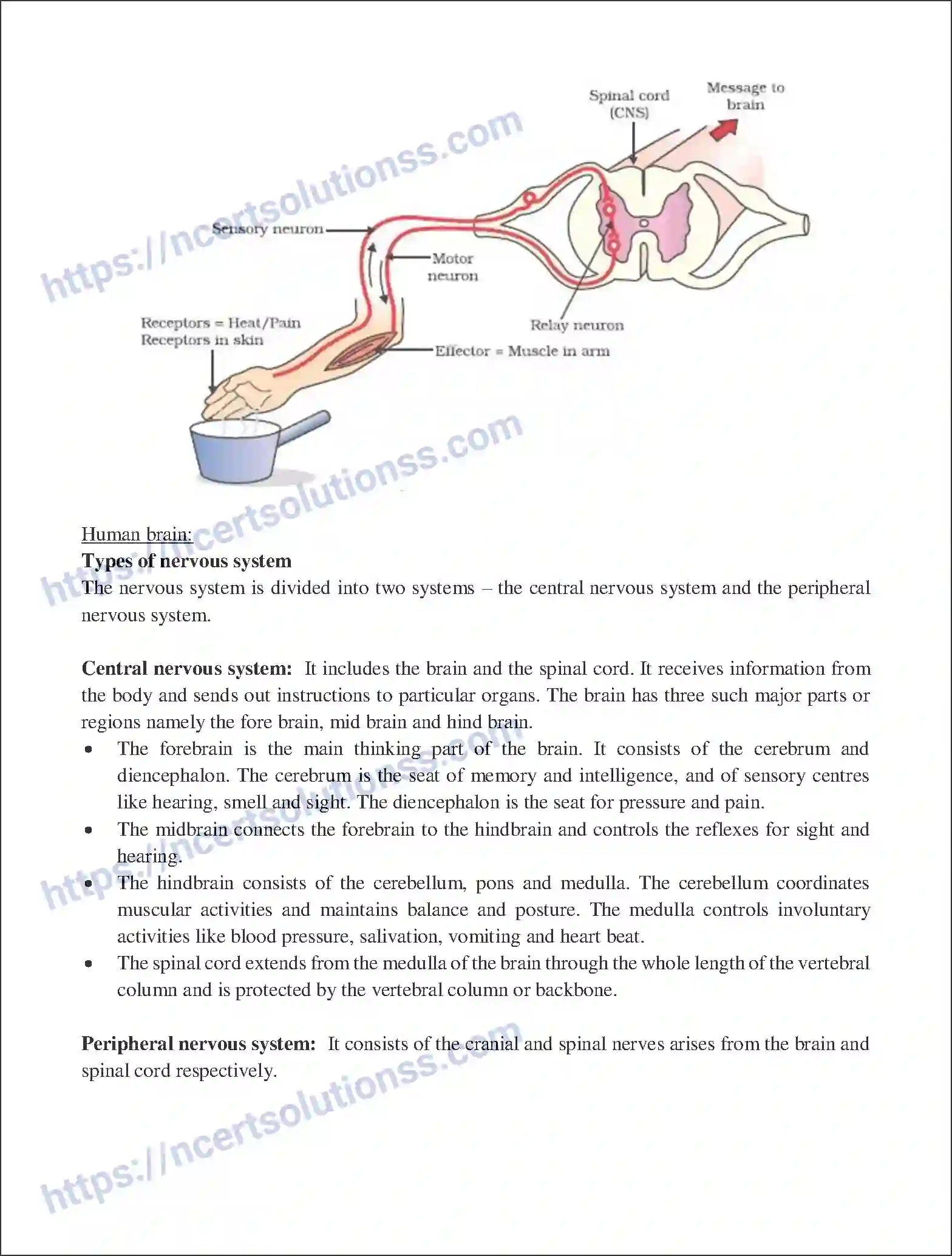 NCERT-Notes-Class-10-Science-Control-and--Coordination-498-page-2