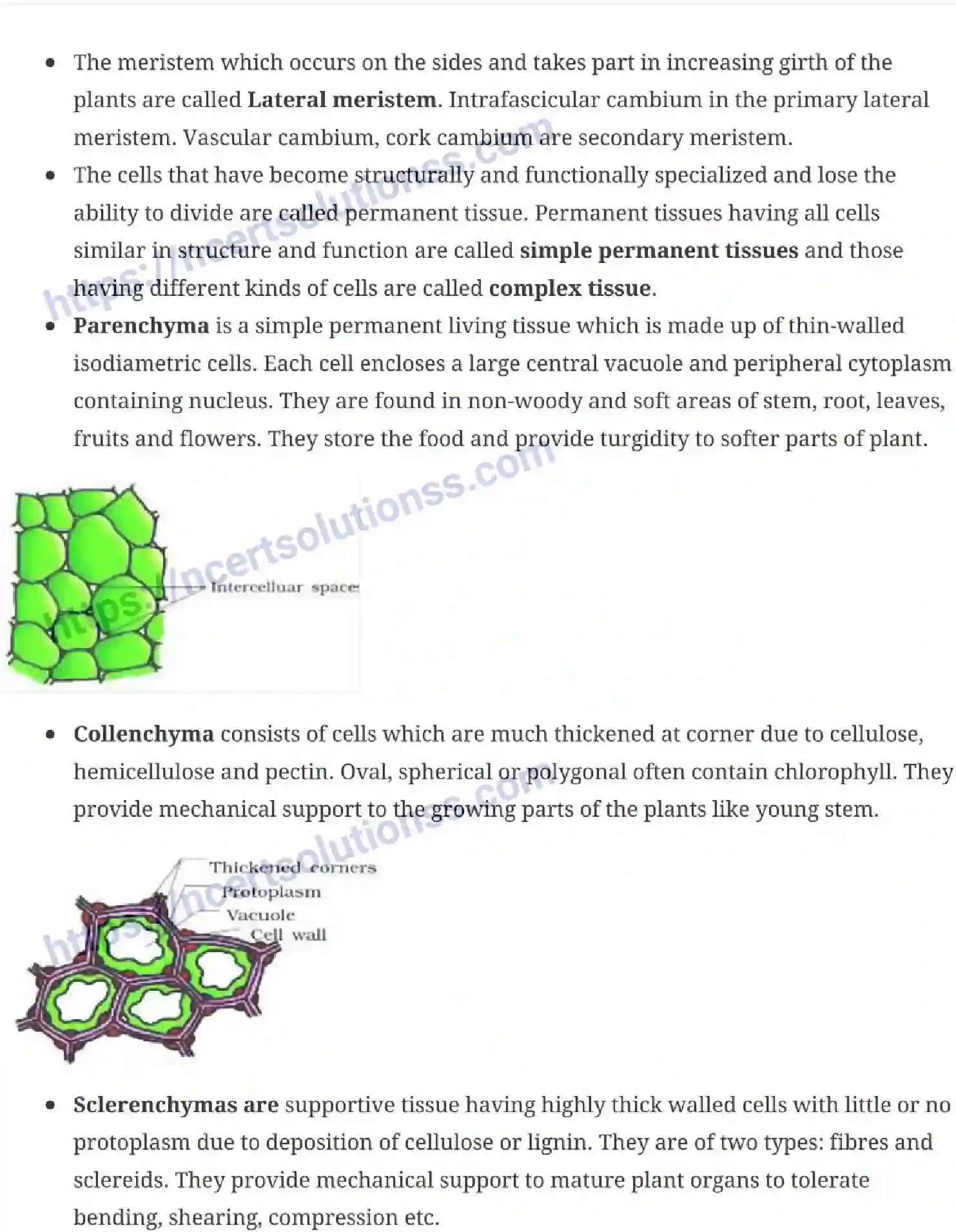 NCERT-Notes-Class-11-Biology-Anatomy-of-Flowering-Plants-230-page-2