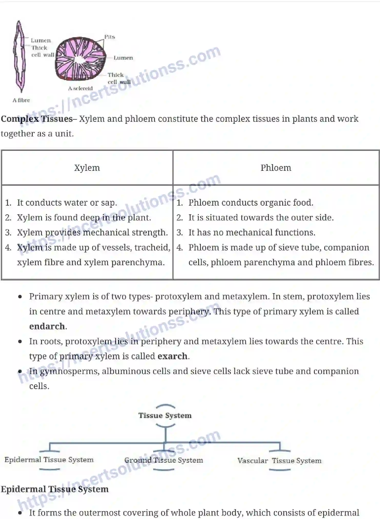 NCERT-Notes-Class-11-Biology-Anatomy-of-Flowering-Plants-230-page-3