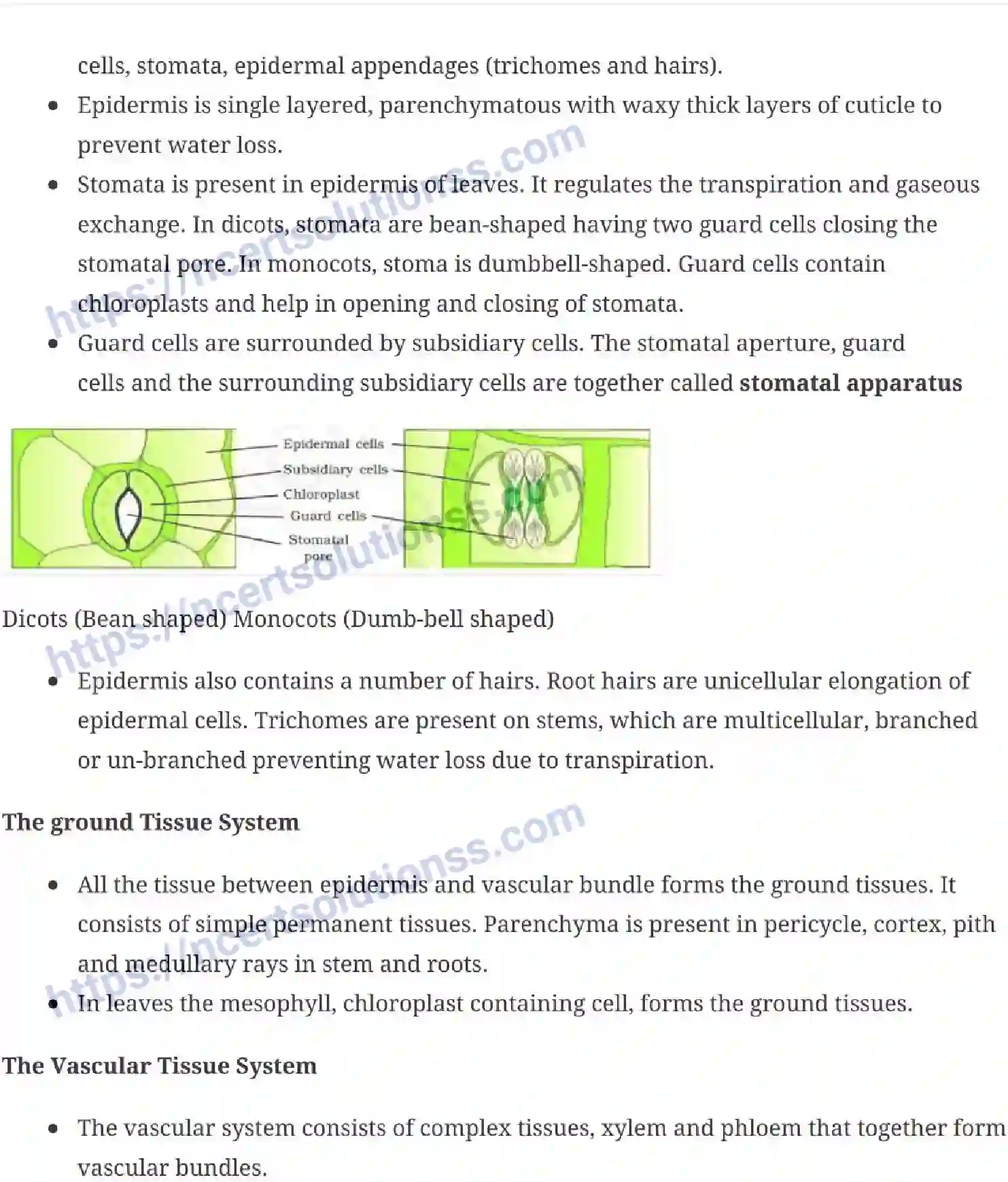 NCERT-Notes-Class-11-Biology-Anatomy-of-Flowering-Plants-230-page-4