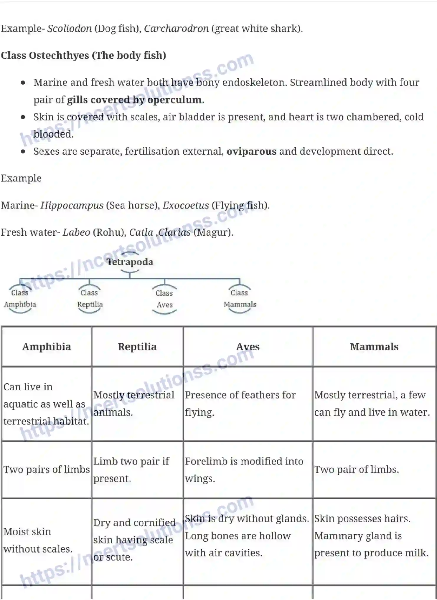 NCERT-Notes-Class-11-Biology-Animal-Kingdom-228-page-7