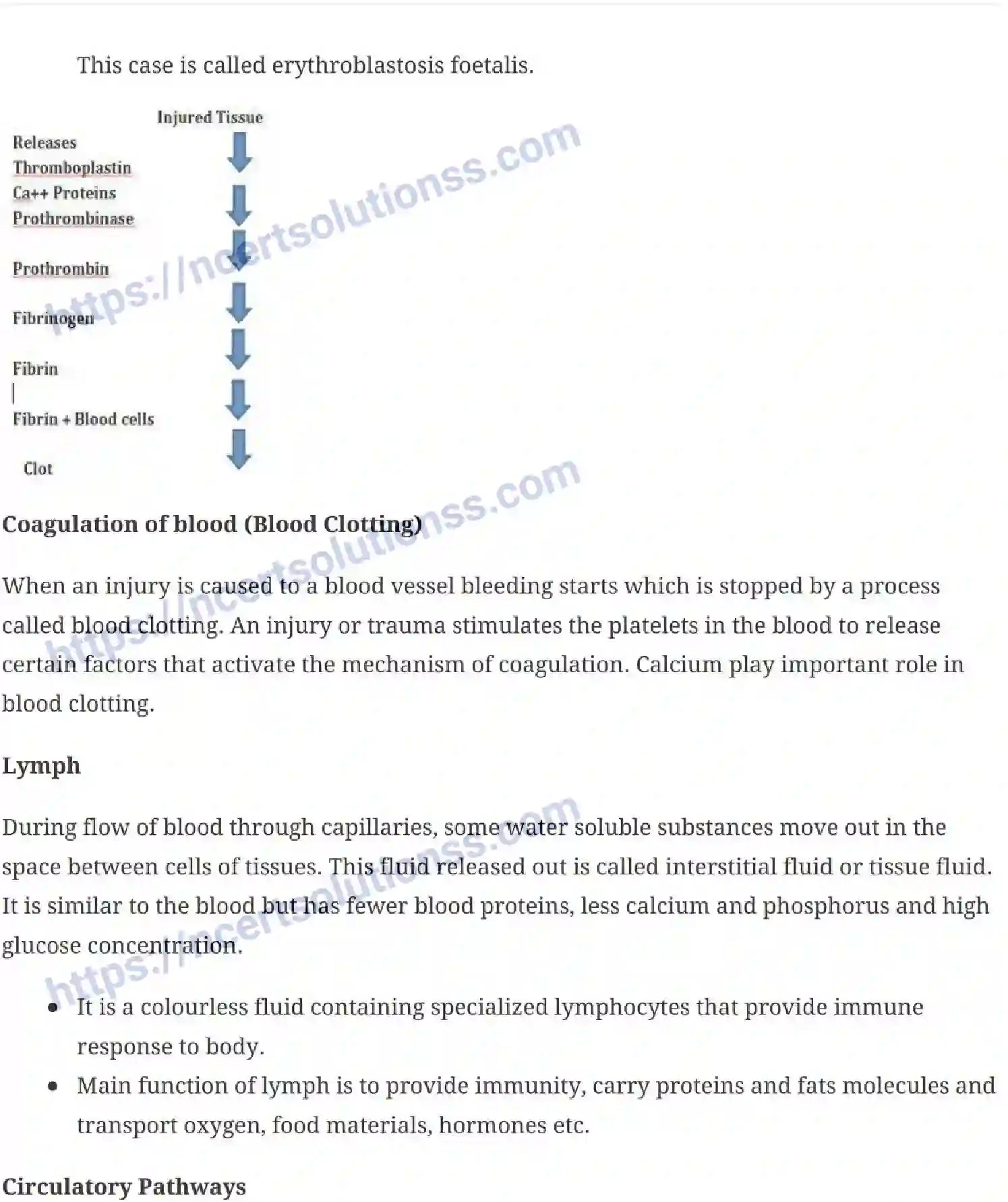 NCERT-Notes-Class-11-Biology-Body-Fluids-and-Circulation-242-page-4