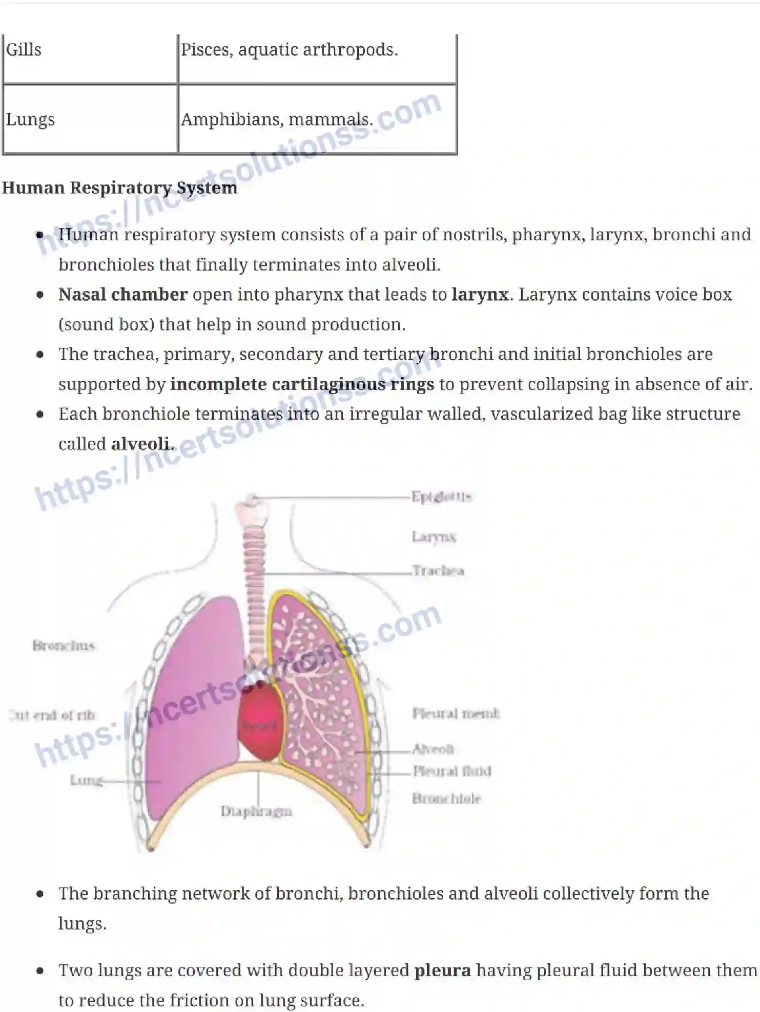 NCERT-Notes-Class-11-Biology-Breathing-and-Exchange-of-Gases-241-page-2