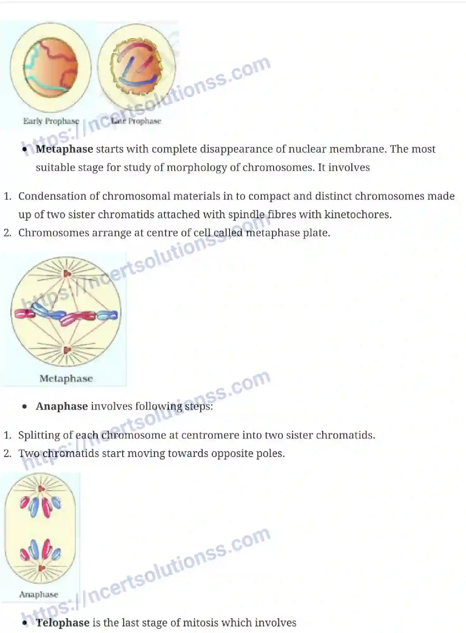 NCERT-Notes-Class-11-Biology-Cell-Cycle-and-Cell-Division-234-page-3