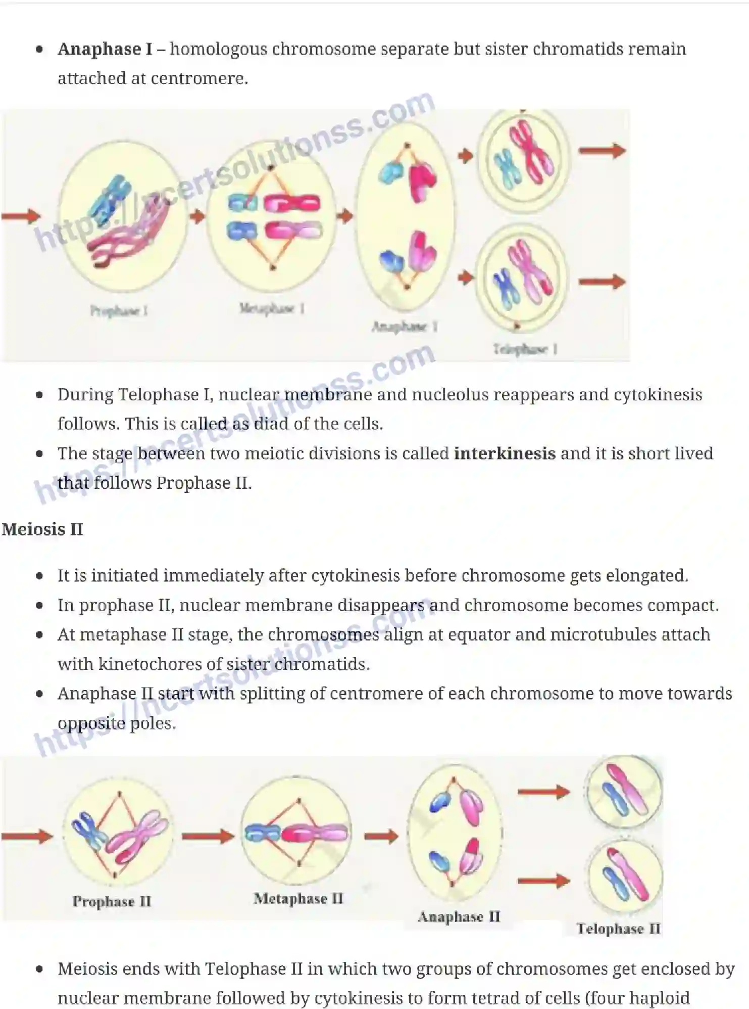 NCERT-Notes-Class-11-Biology-Cell-Cycle-and-Cell-Division-234-page-6
