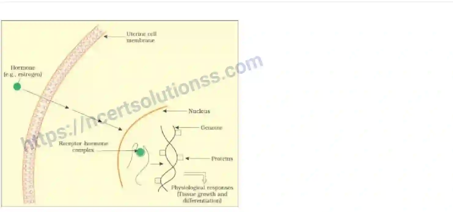 NCERT-Notes-Class-11-Biology-Chemical-Coordination-and-Integration-246-page-6