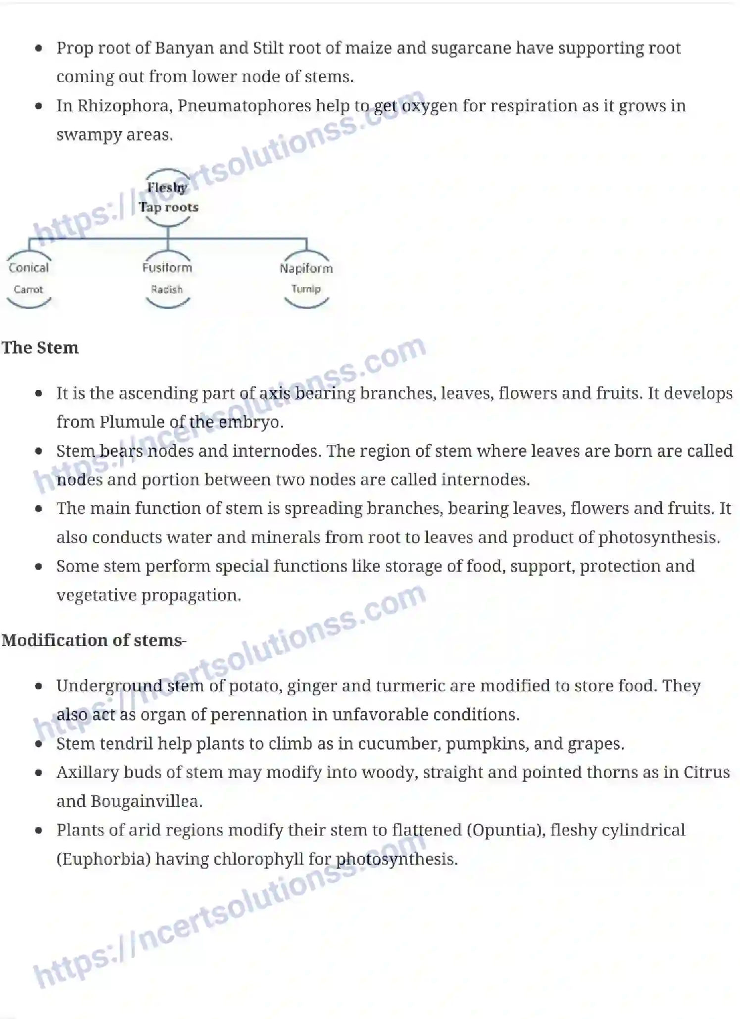NCERT-Notes-Class-11-Biology-Morphology-Of-Flowering-Plants-229-page-3