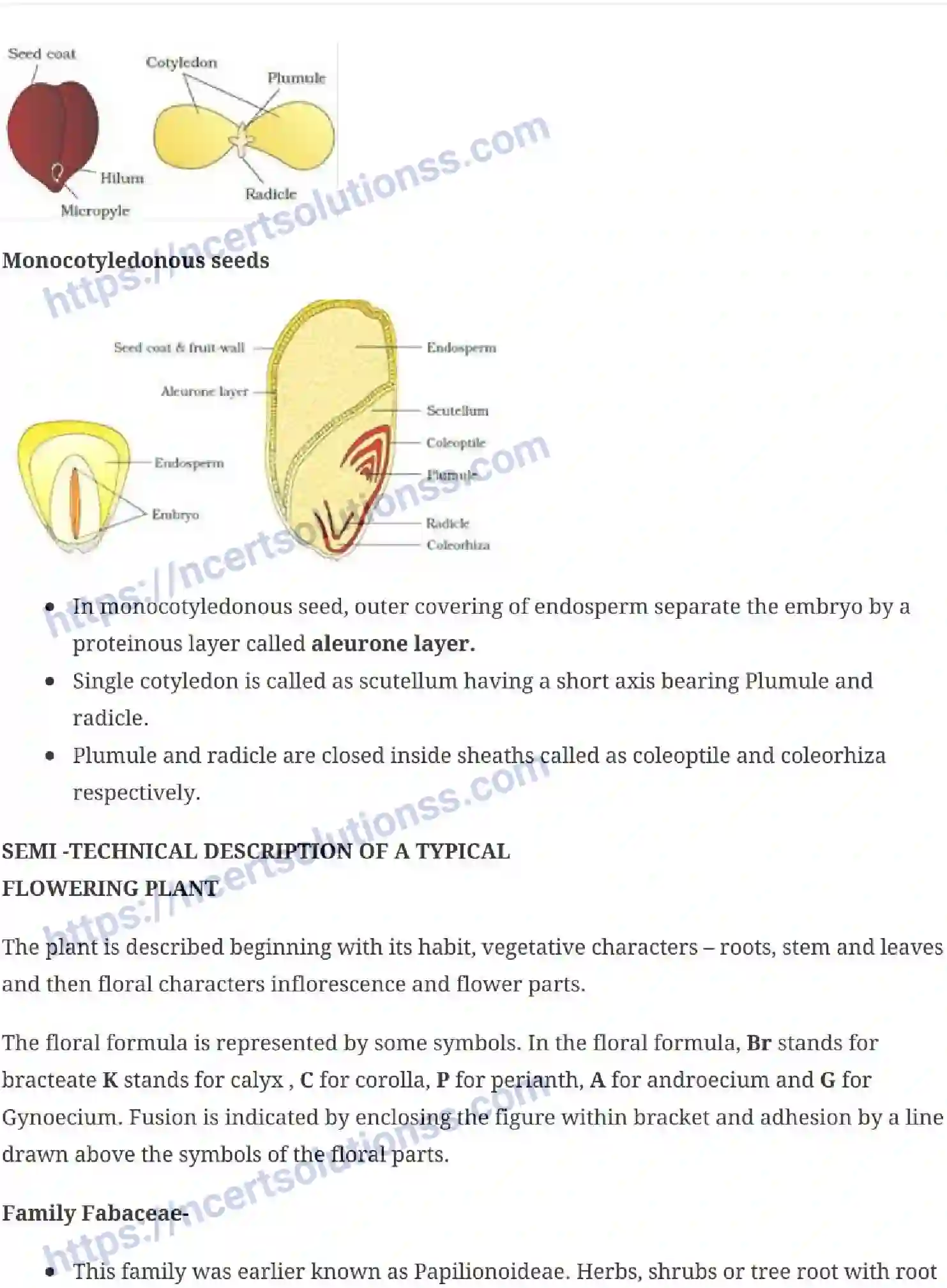 NCERT-Notes-Class-11-Biology-Morphology-Of-Flowering-Plants-229-page-9