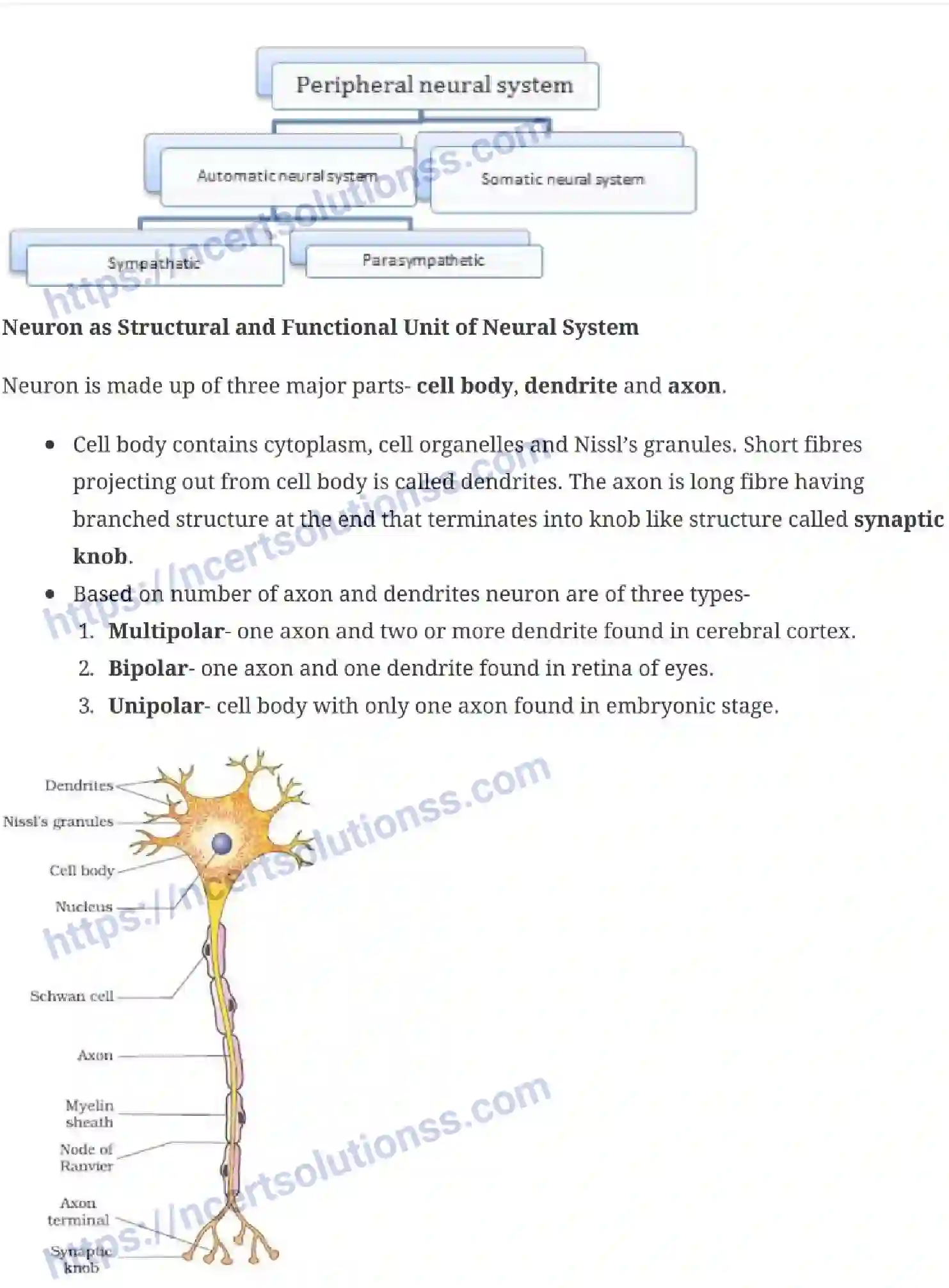 NCERT-Notes-Class-11-Biology-Neural-Control-and-Coordination-245-page-2