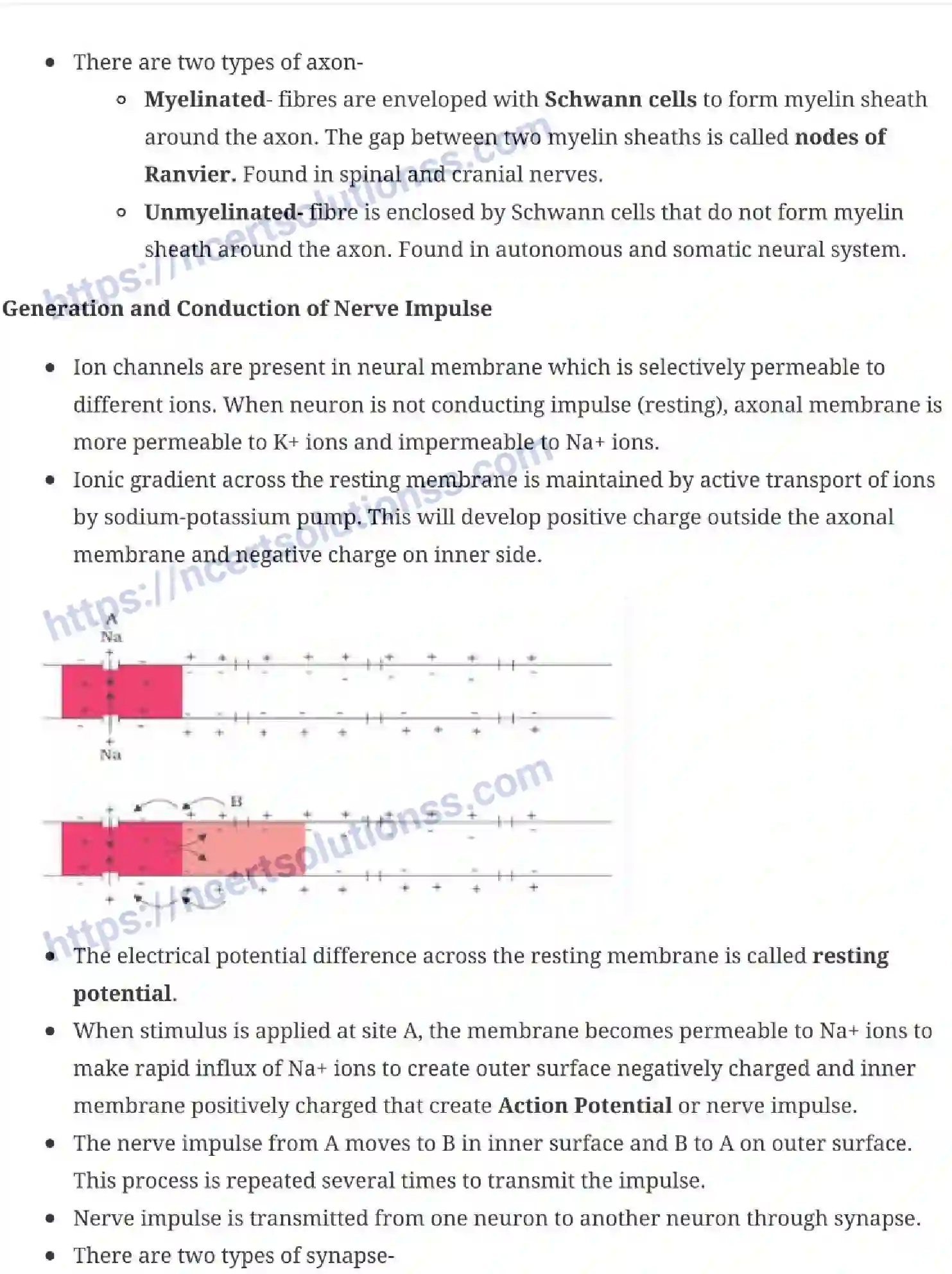 NCERT-Notes-Class-11-Biology-Neural-Control-and-Coordination-245-page-3