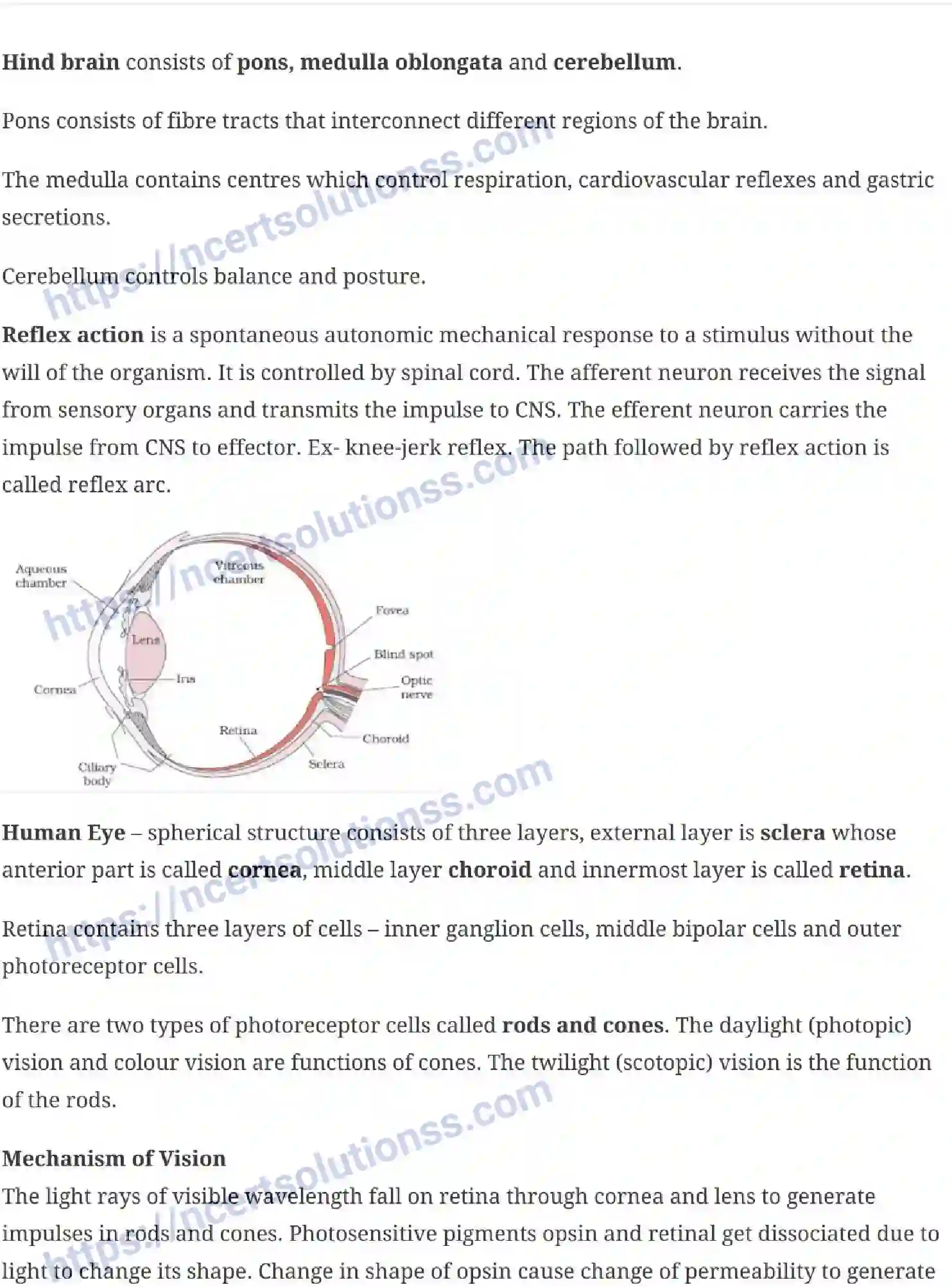 NCERT-Notes-Class-11-Biology-Neural-Control-and-Coordination-245-page-5