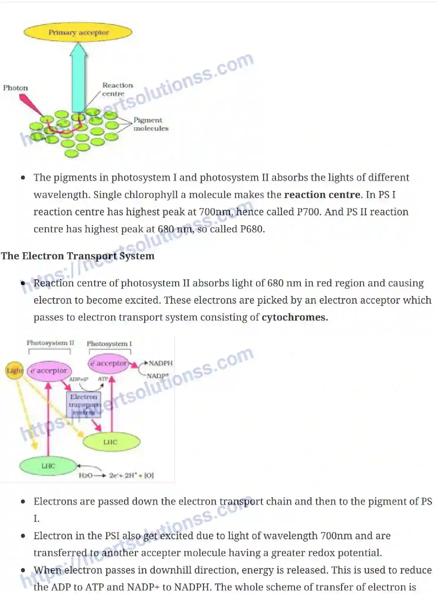 NCERT-Notes-Class-11-Biology-Photosynthesis-in-Higher-Plants-237-page-4