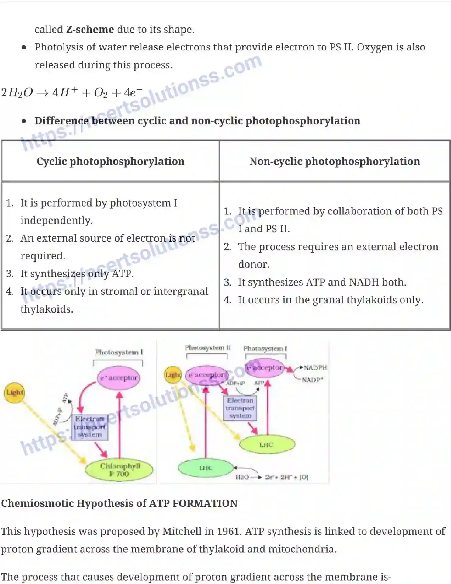 NCERT-Notes-Class-11-Biology-Photosynthesis-in-Higher-Plants-237-page-5