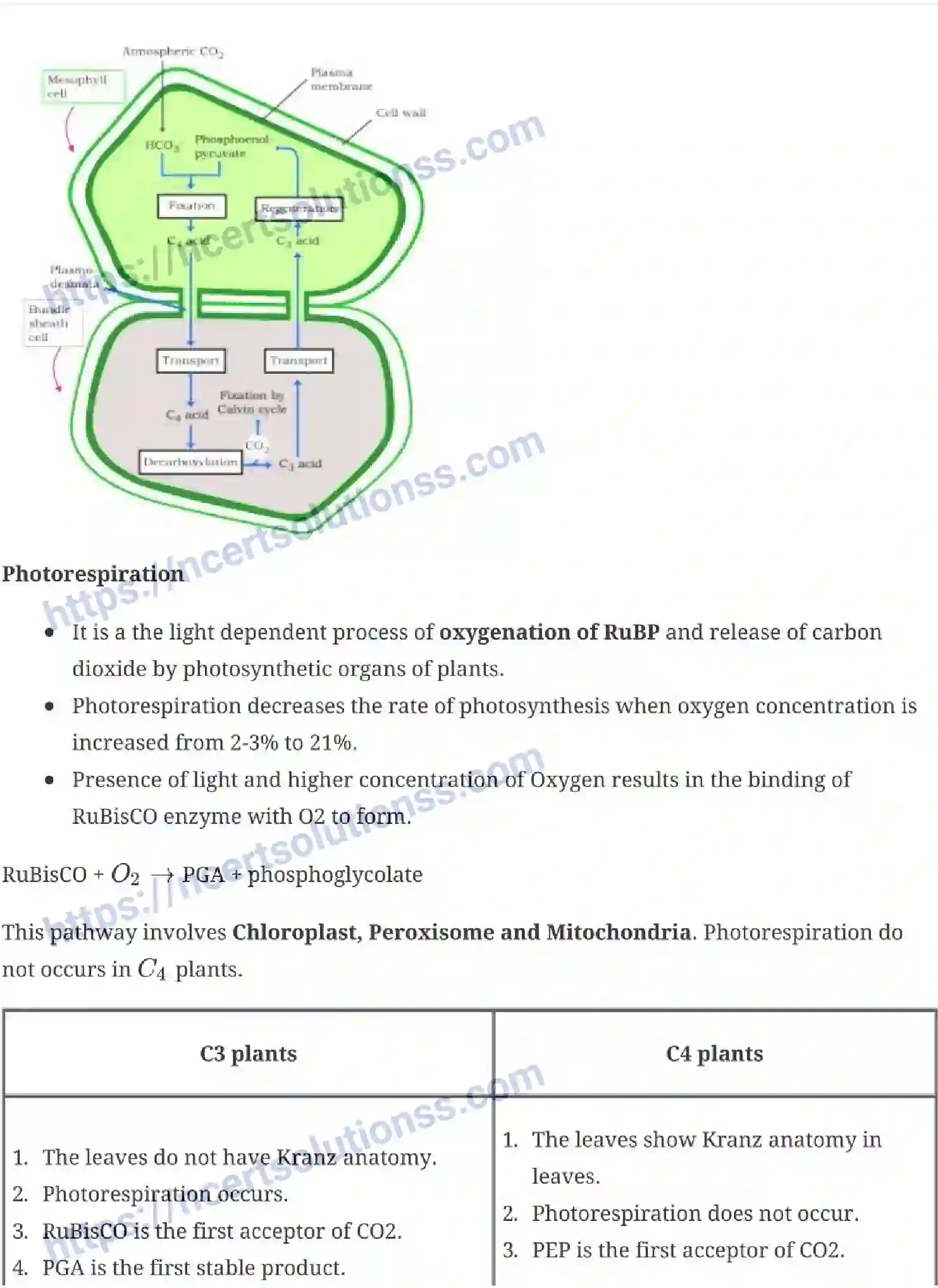 NCERT-Notes-Class-11-Biology-Photosynthesis-in-Higher-Plants-237-page-9