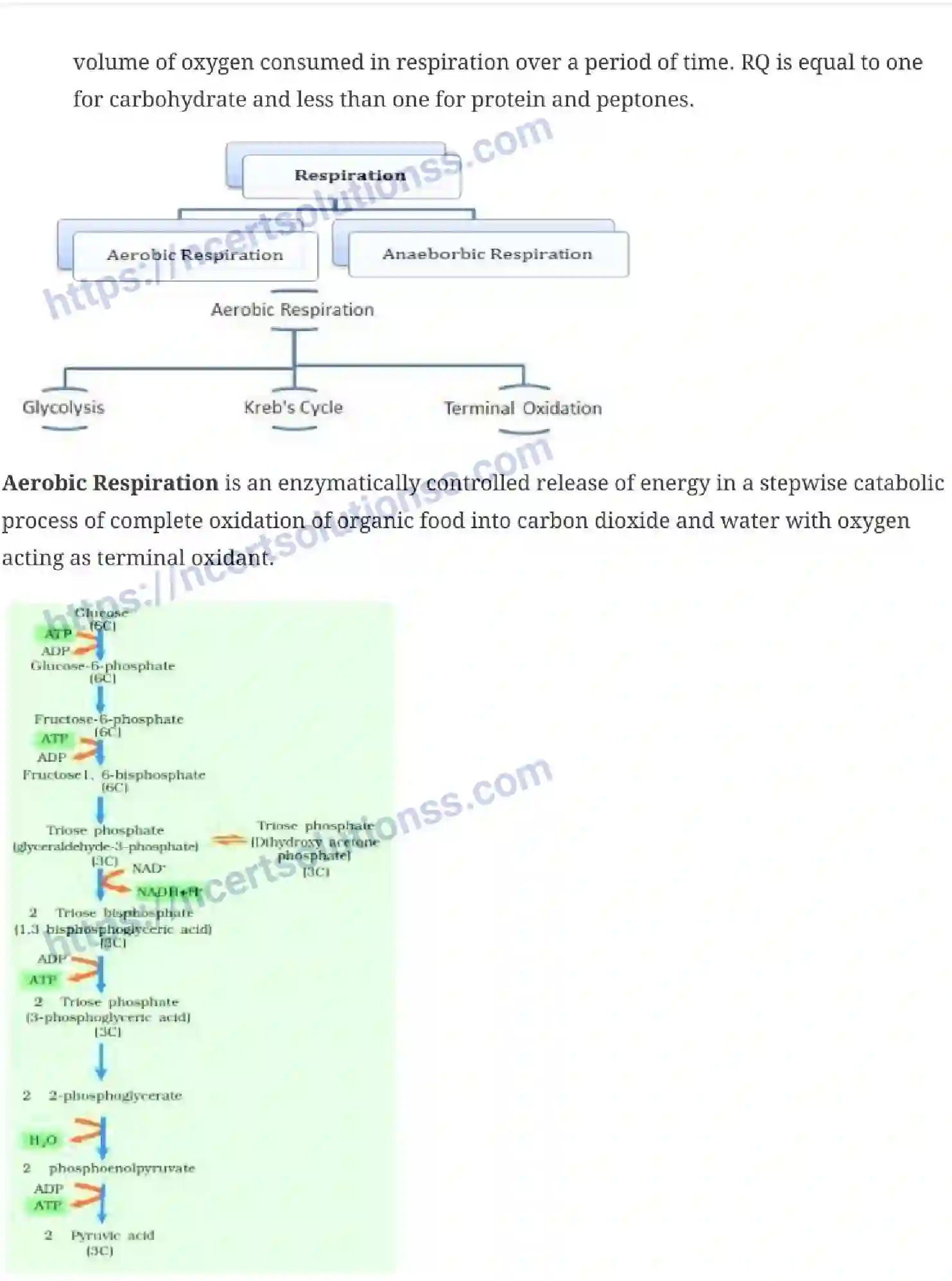 NCERT-Notes-Class-11-Biology-Respiration-In-Plants-238-page-2
