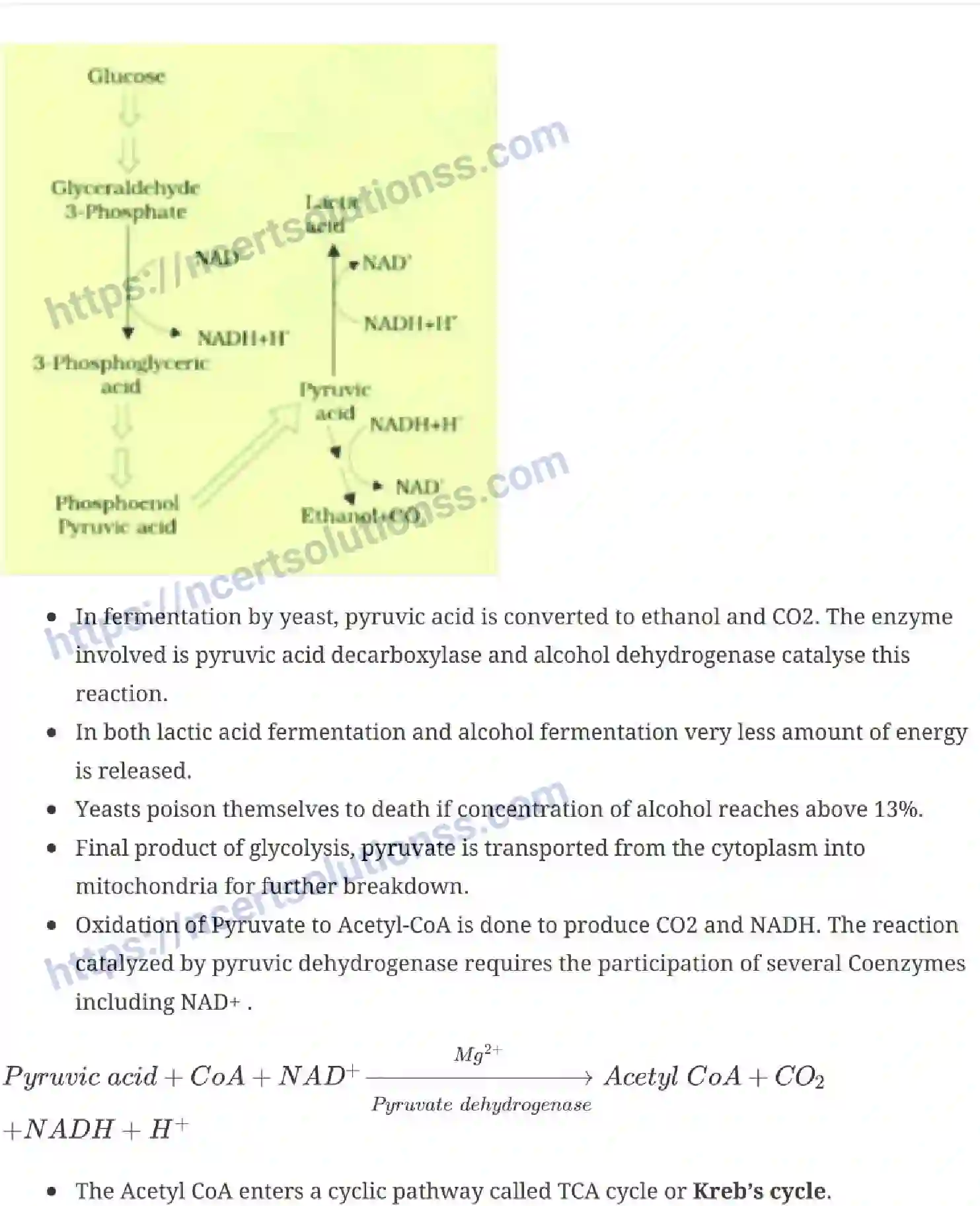 NCERT-Notes-Class-11-Biology-Respiration-In-Plants-238-page-4