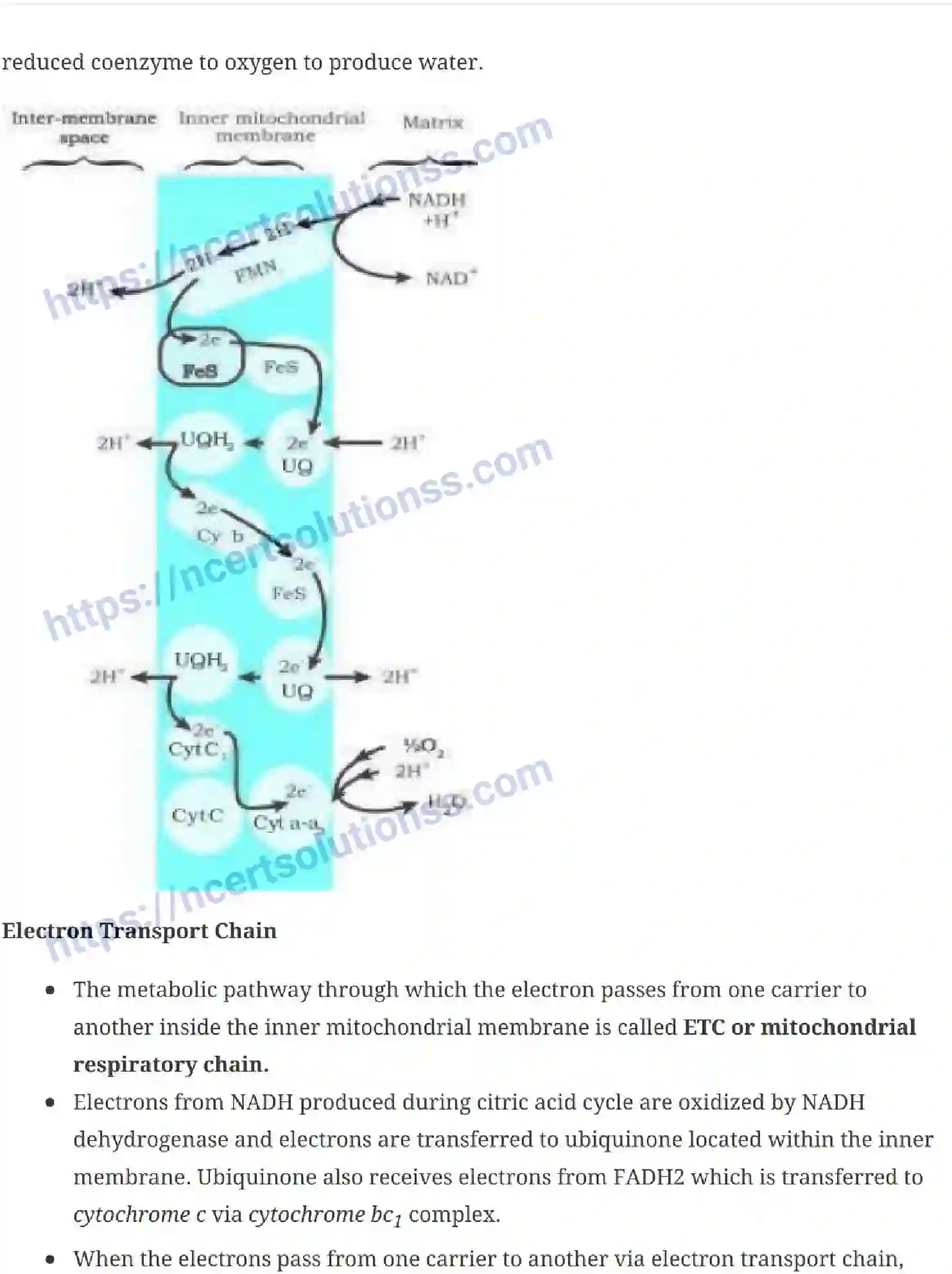 NCERT-Notes-Class-11-Biology-Respiration-In-Plants-238-page-6