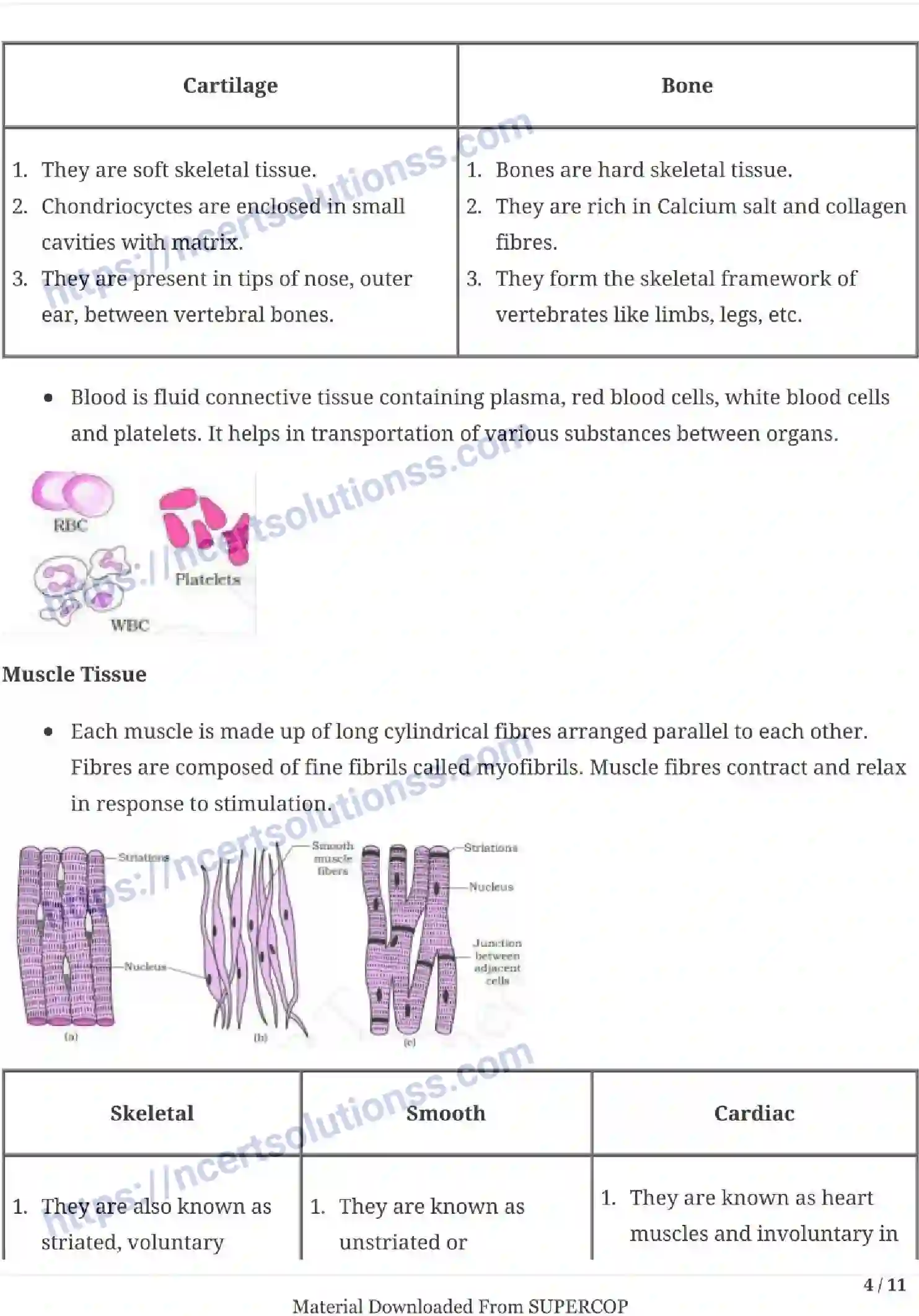 NCERT-Notes-Class-11-Biology-Structural-Organization-in-Animals-231-page-4
