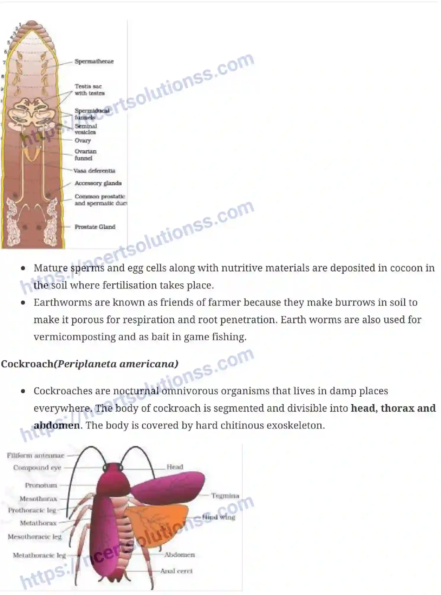 NCERT-Notes-Class-11-Biology-Structural-Organization-in-Animals-231-page-7
