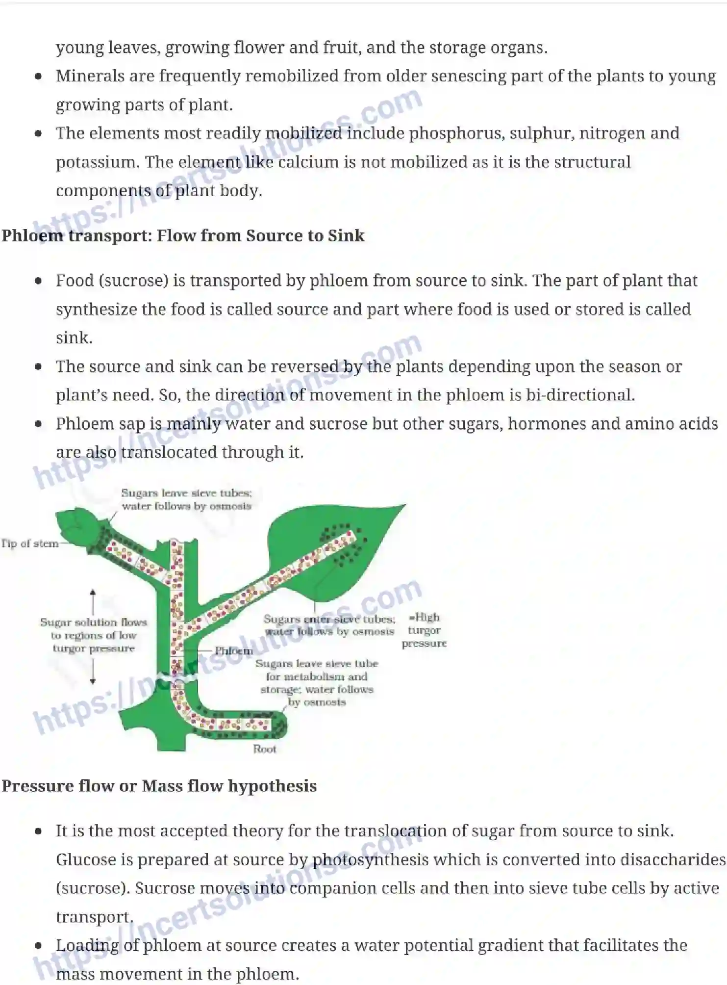 NCERT-Notes-Class-11-Biology-Transportation-in-Plants-235-page-9