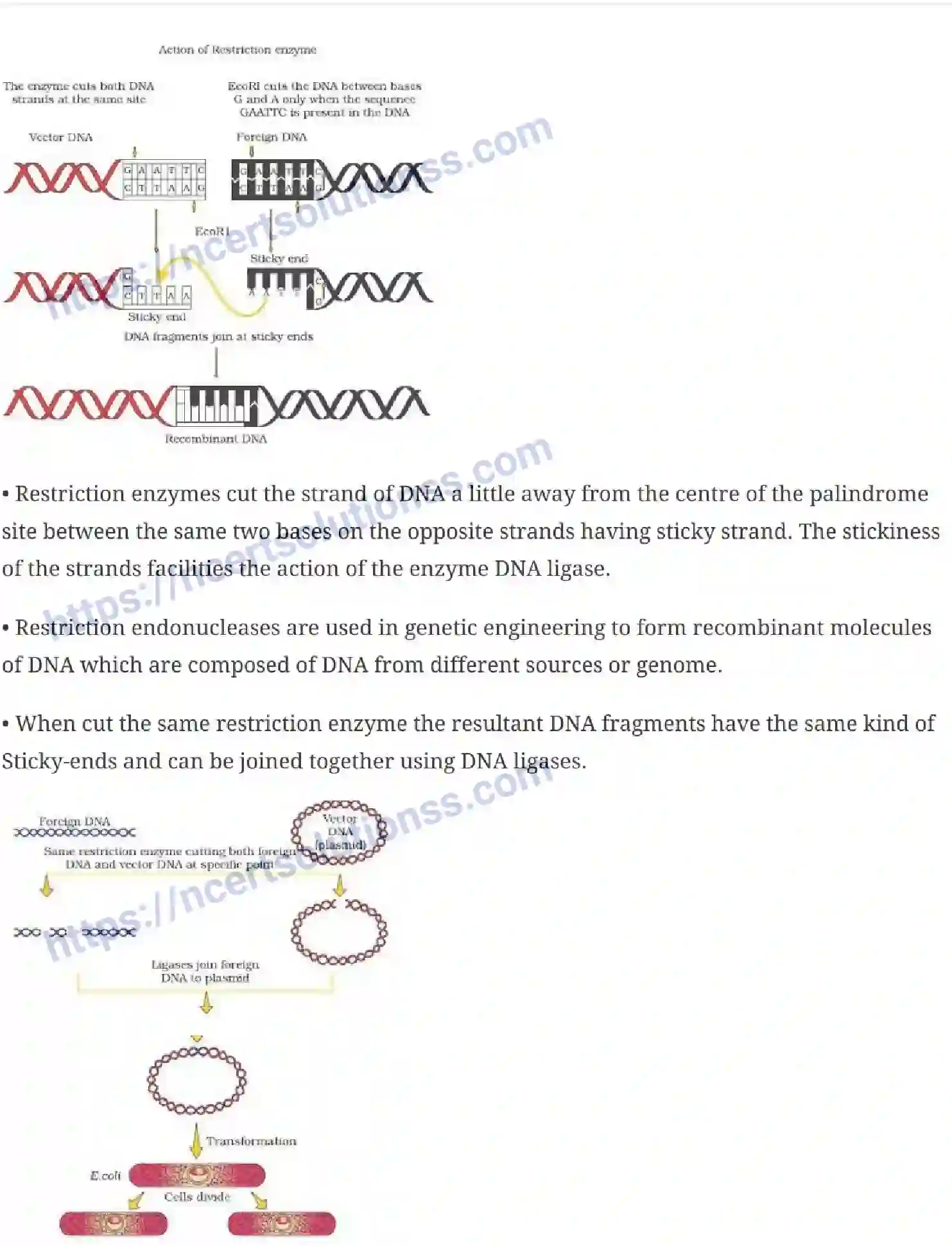 NCERT-Notes-Class-12-Biology-Biotechnology-Principles-and-Processes-24-page-4