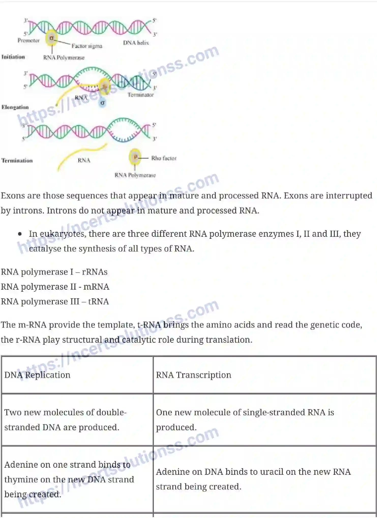 NCERT-Notes-Class-12-Biology-Molecular-Basis-of-Inheritance-19-page-9