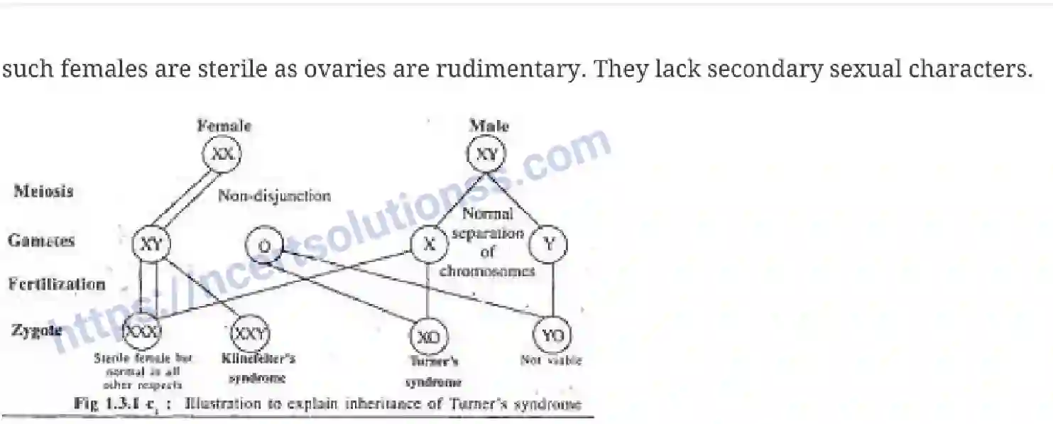 NCERT-Notes-Class-12-Biology-Principles-of-Inheritance-and-Variation-18-page-13