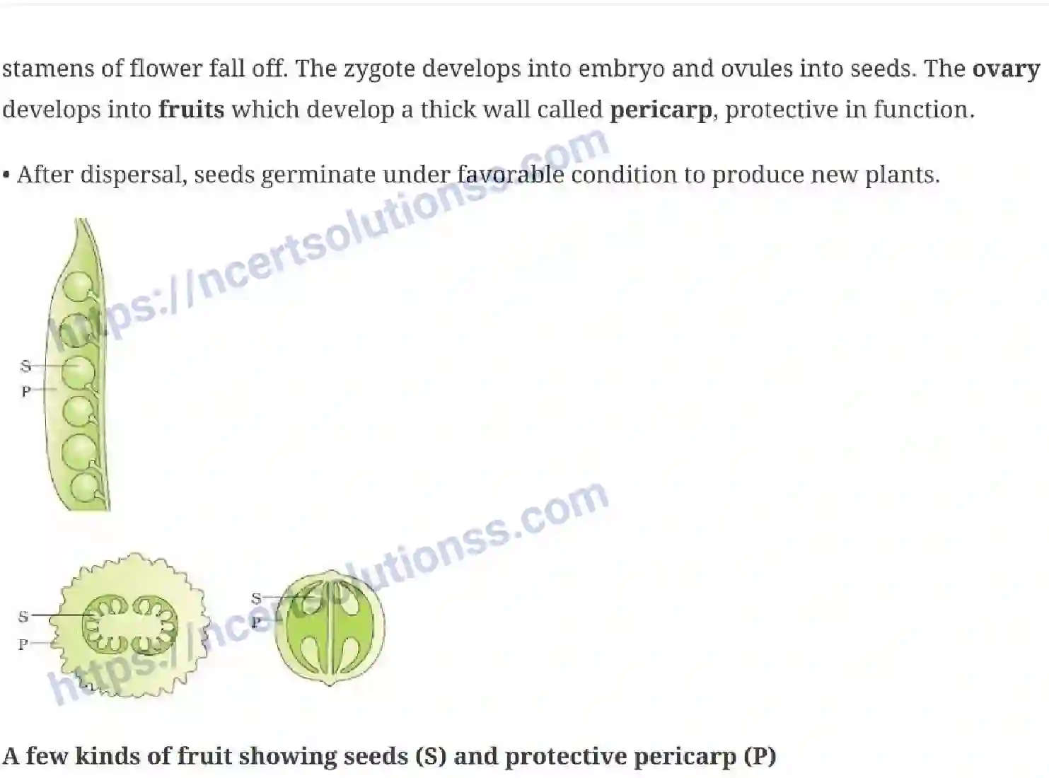 NCERT-Notes-Class-12-Biology-Reproduction-in-Organisms-14-page-7