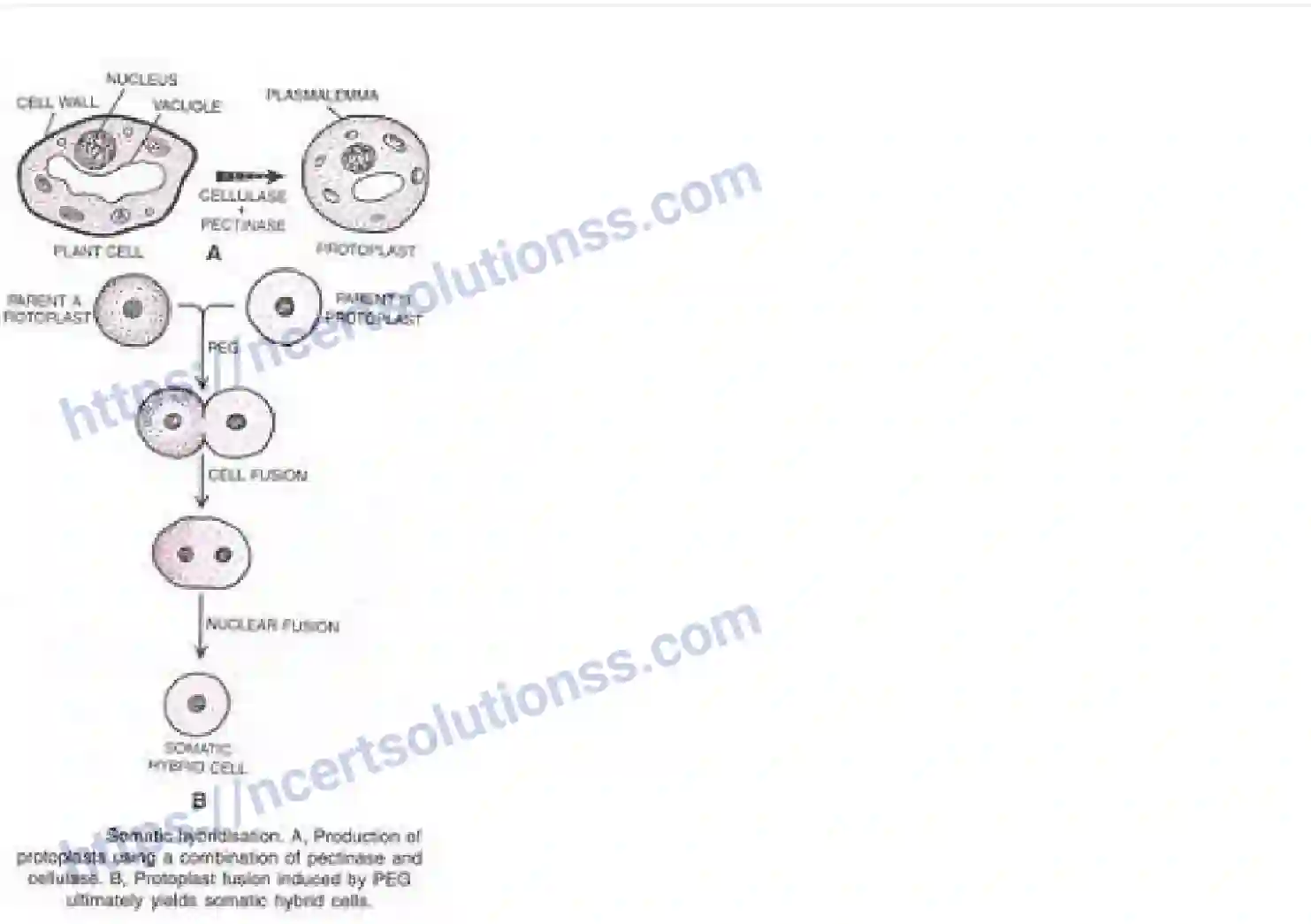 NCERT-Notes-Class-12-Biology-Strategies-for-Enhancement-in-Food-Production-22-page-9
