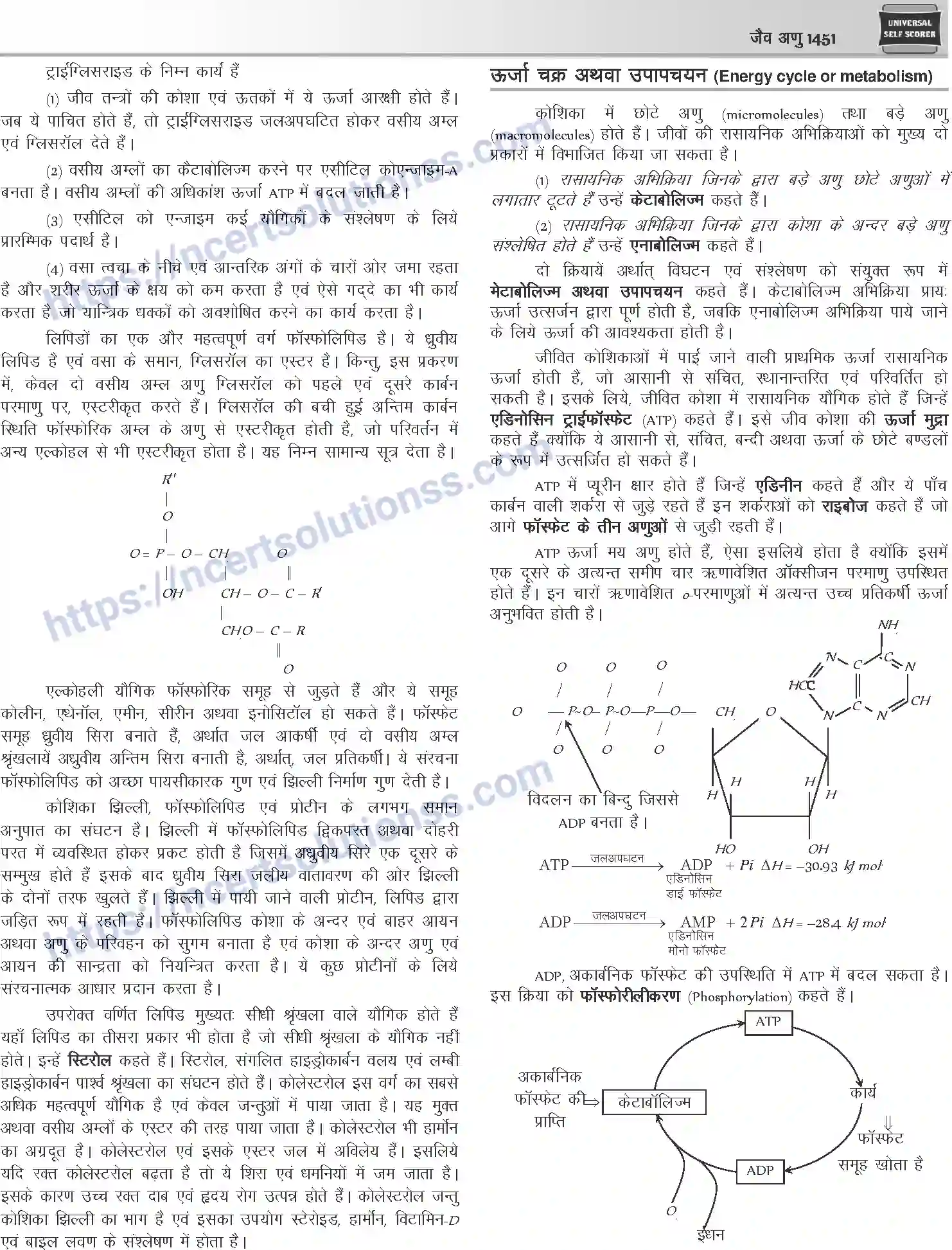 NCERT-Notes-Class-12-Chemistry-जैवअणु-1101-page-16