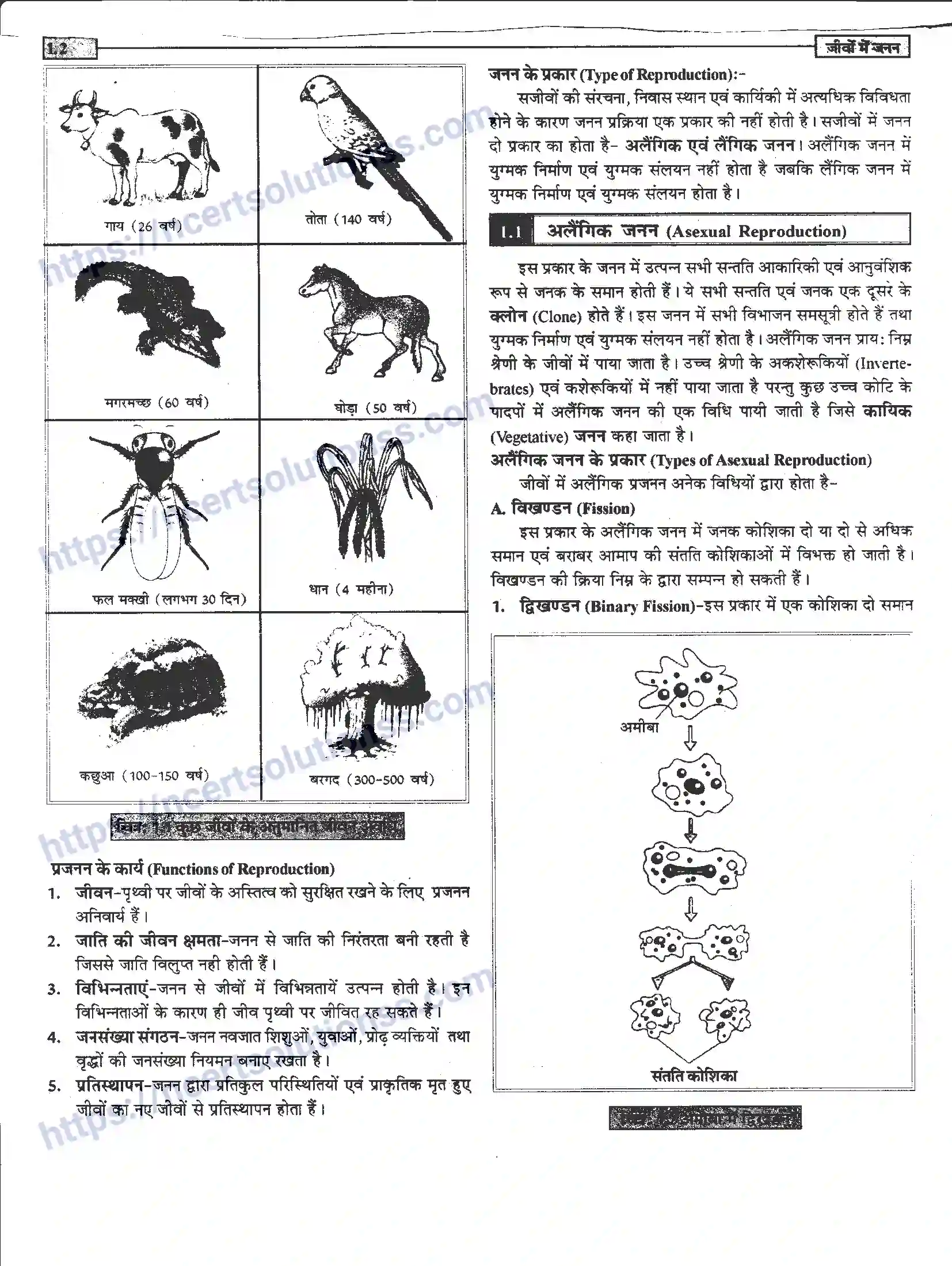 NCERT-Notes-Class-12-जीवand-विज्ञान-जीवों-मैं-जनन-939-page-2