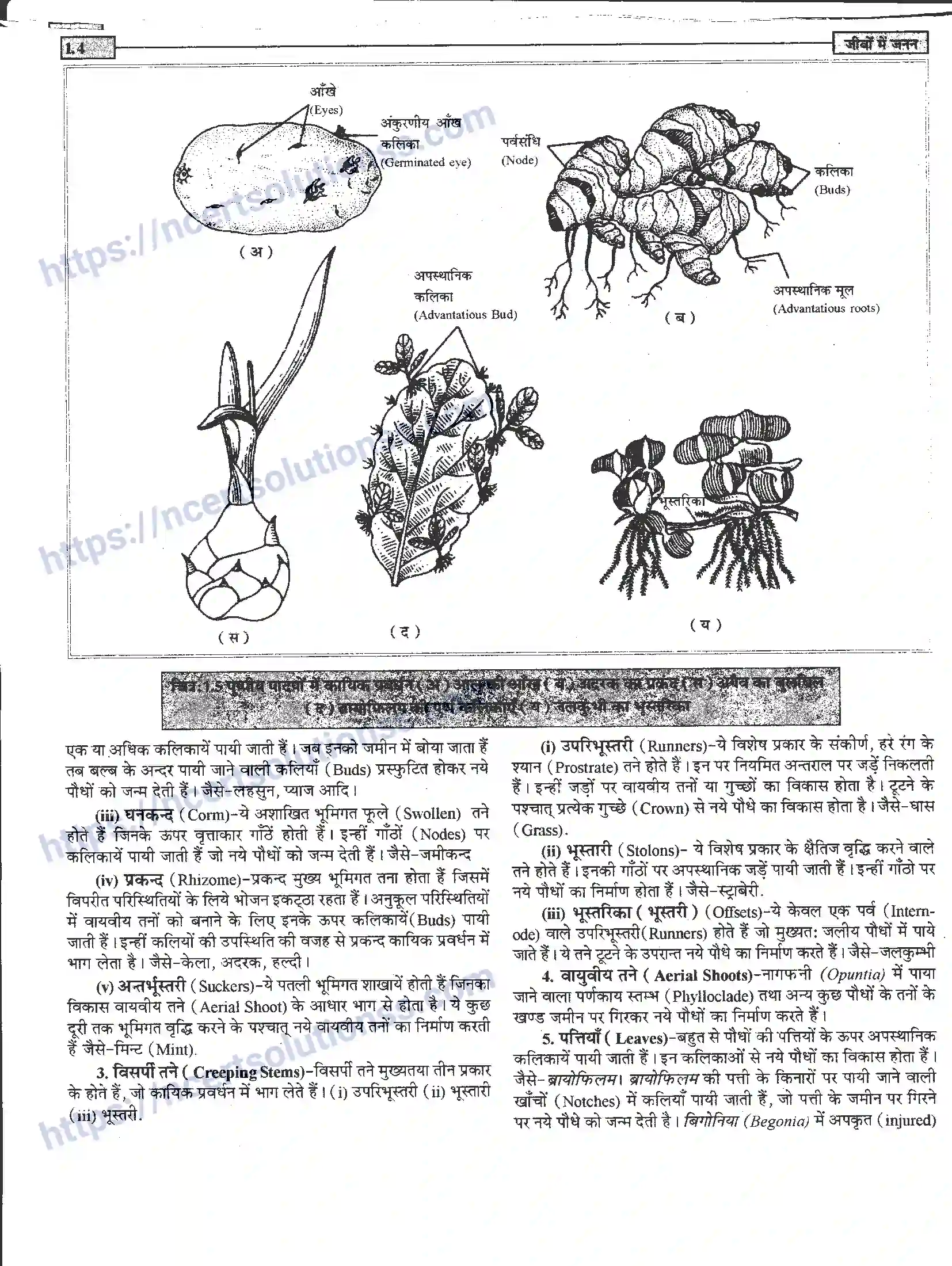 NCERT-Notes-Class-12-जीवand-विज्ञान-जीवों-मैं-जनन-939-page-4