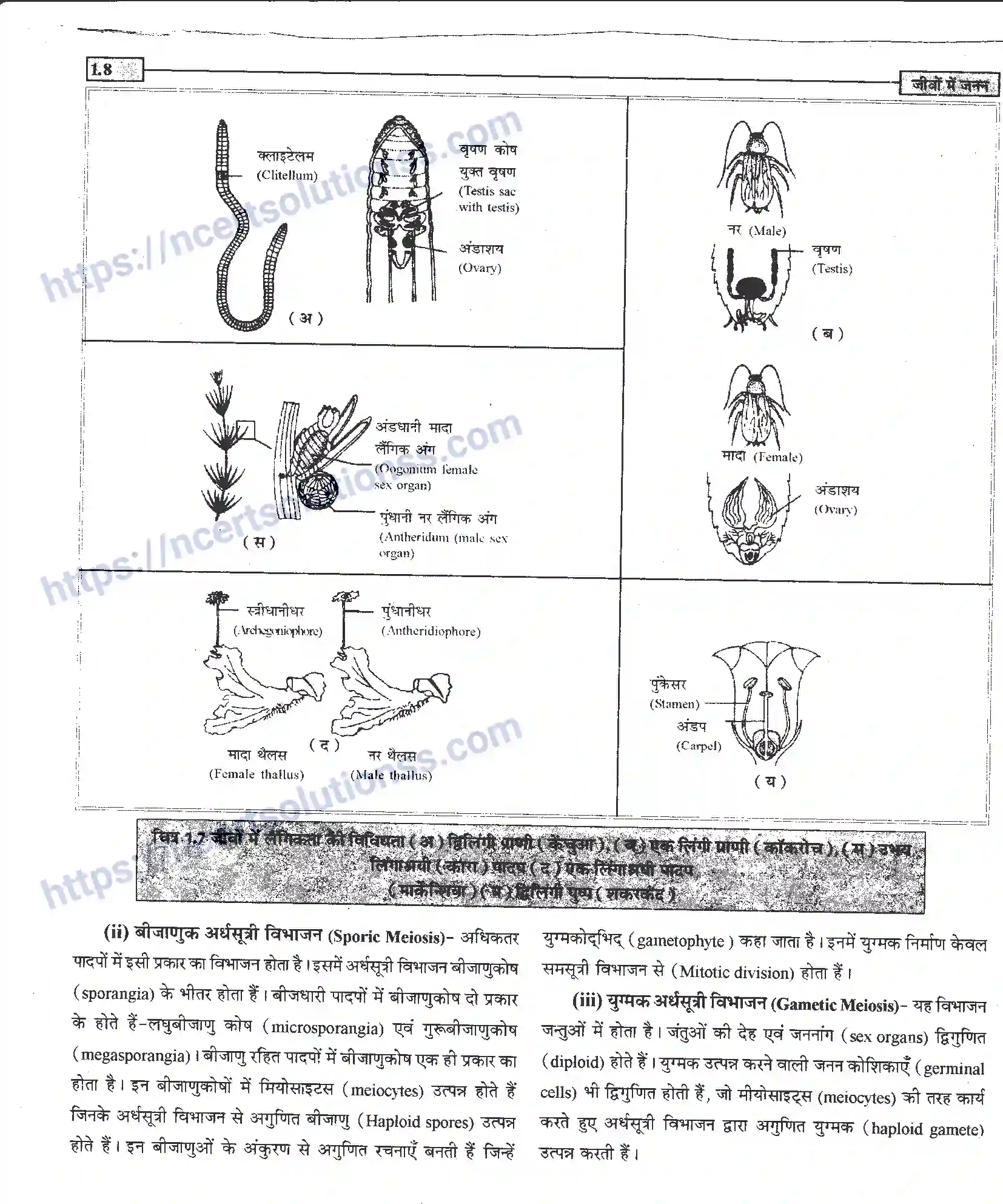 NCERT-Notes-Class-12-जीवand-विज्ञान-जीवों-मैं-जनन-939-page-8